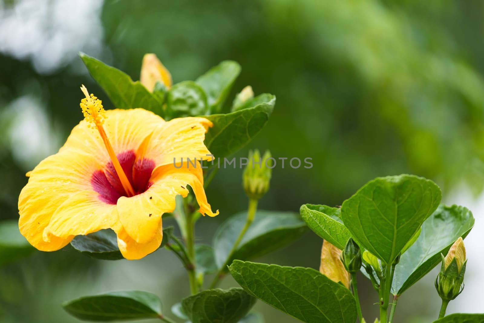 Beautiful yellow Hibiscus flower on the hibiscus tree and blurred background