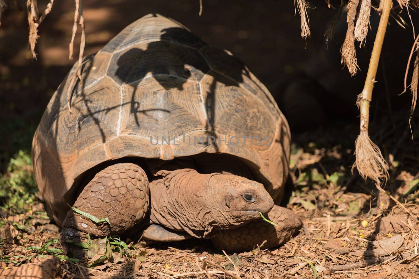 Turtle is sleeping on the floor.