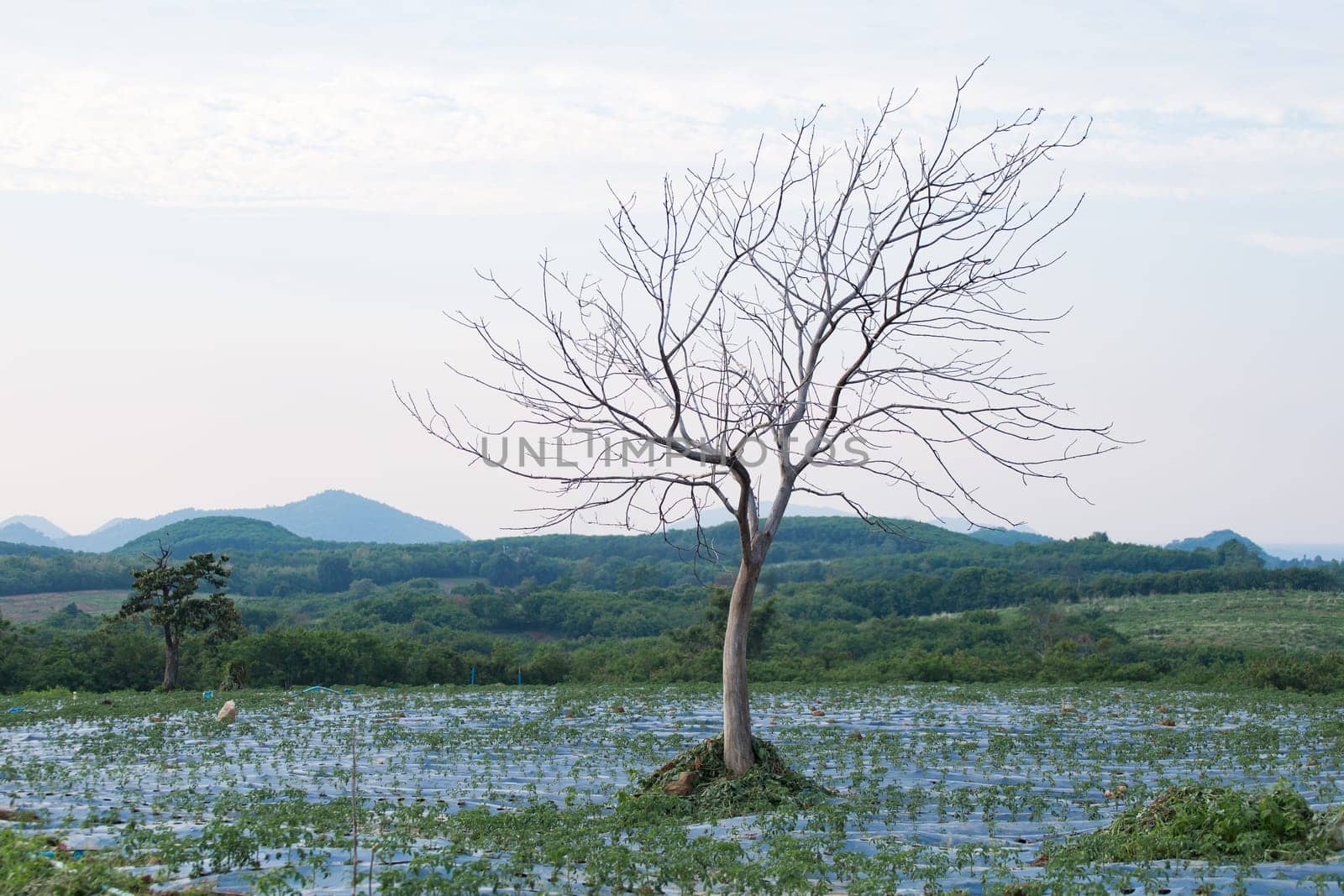 A bare tree with branches in corn field in evening light.