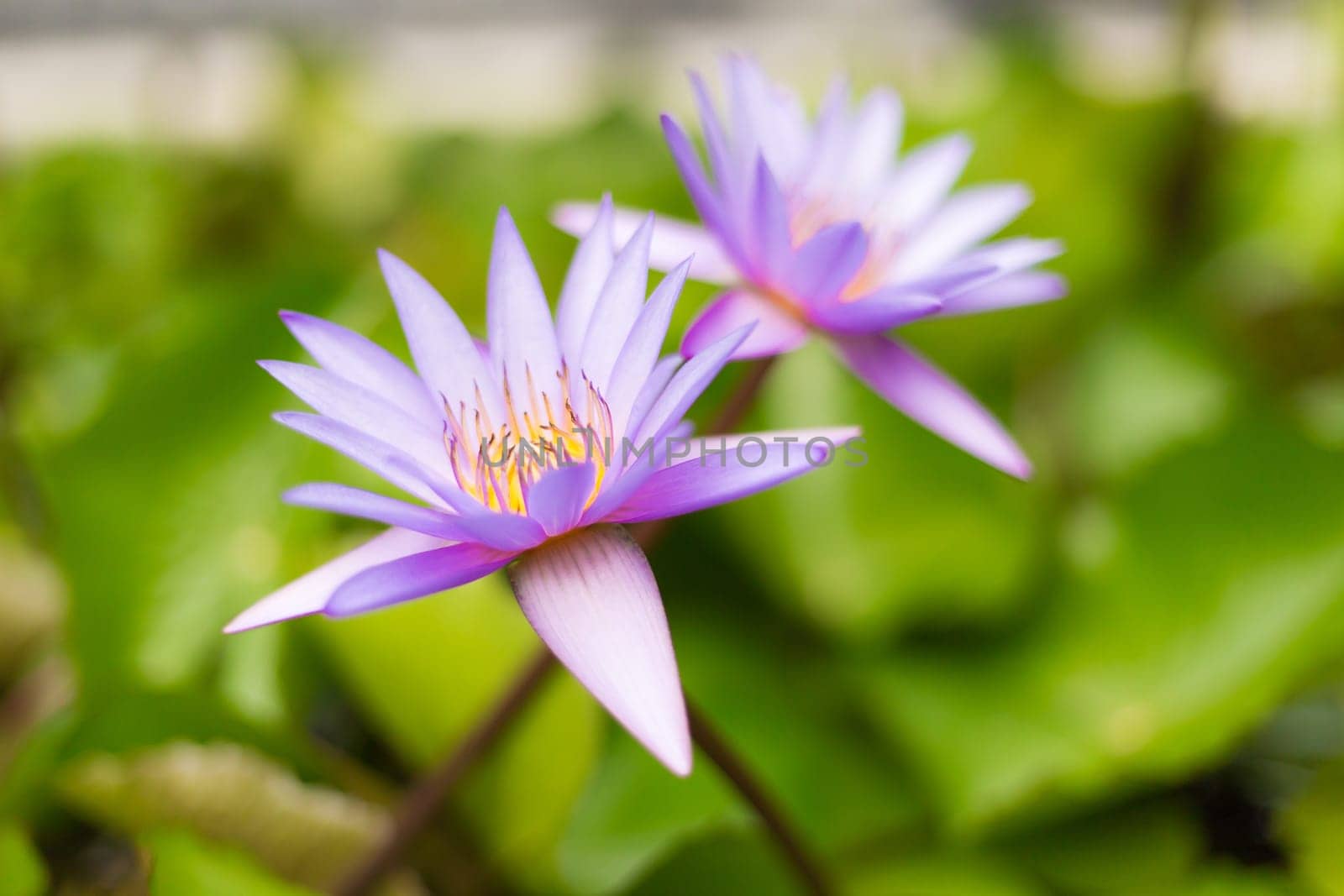 Pink Sacred Lotus blossom and leaves in lake