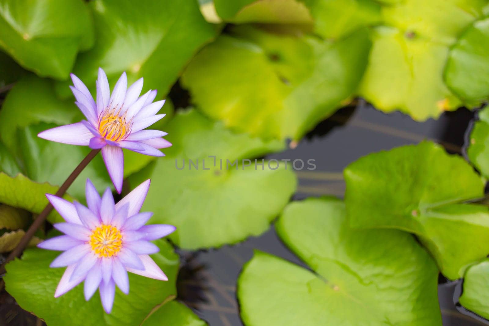 Pink Sacred Lotus blossom and leaves in lake