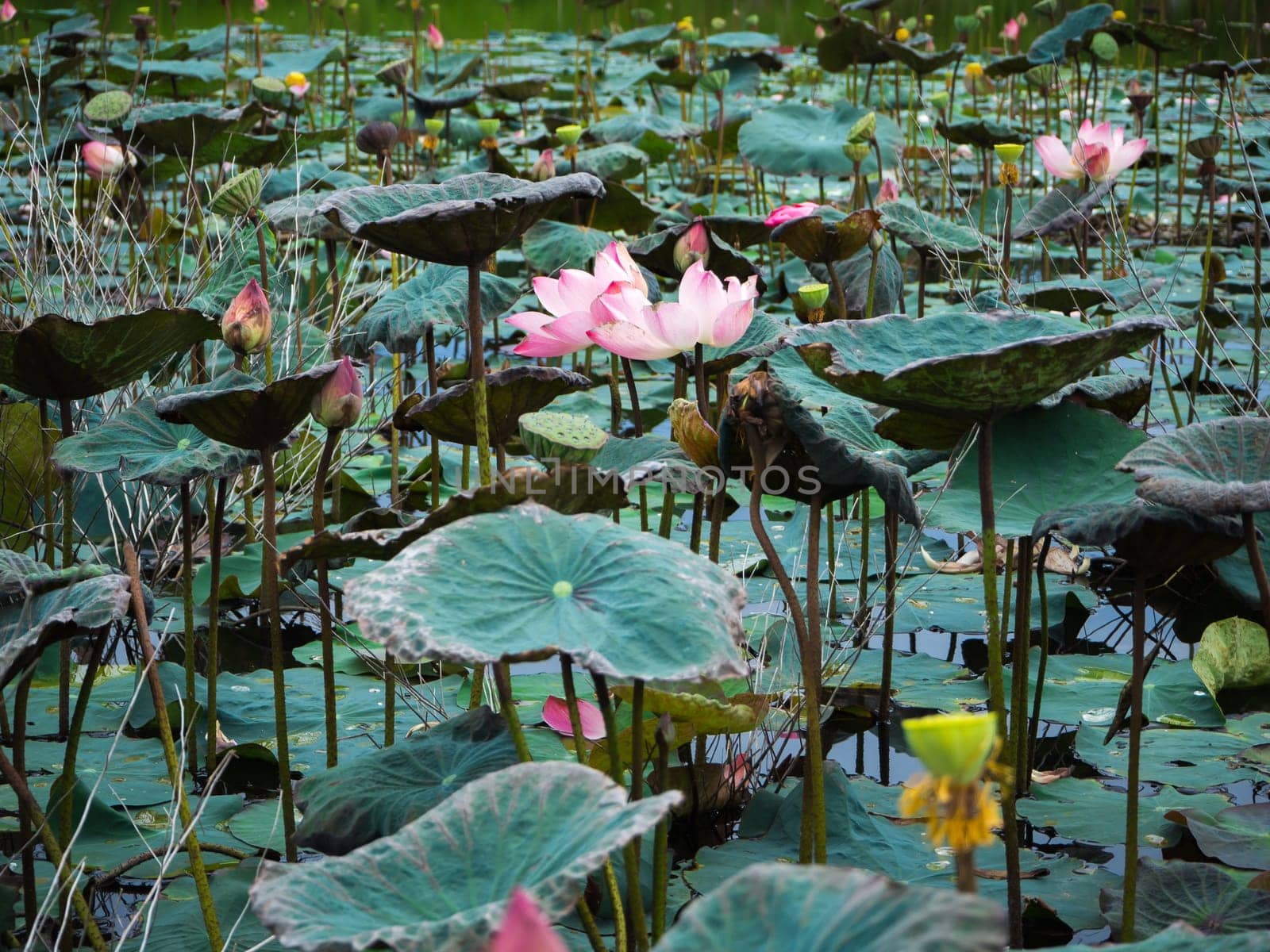 Pink Sacred Lotus blossom and leaves in lake