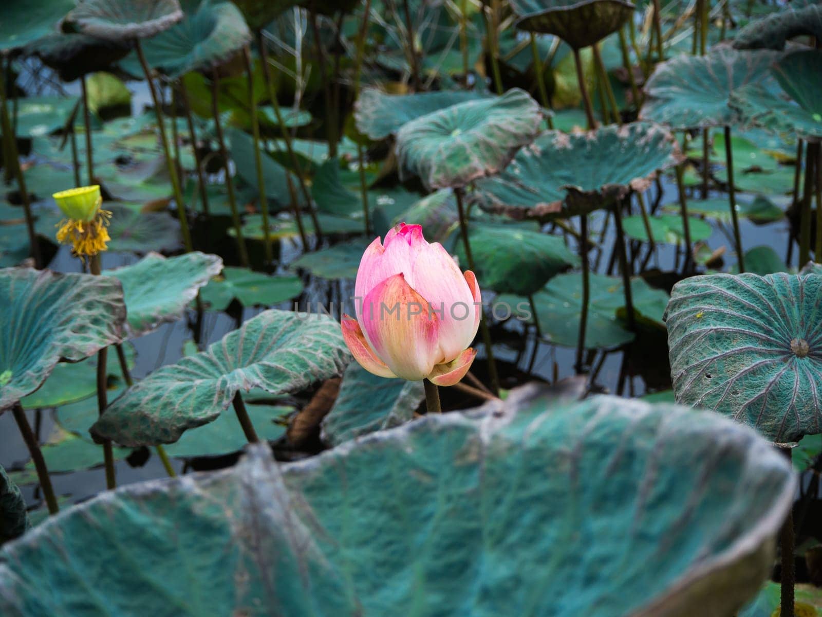 Pink Sacred Lotus blossom and leaves in lake