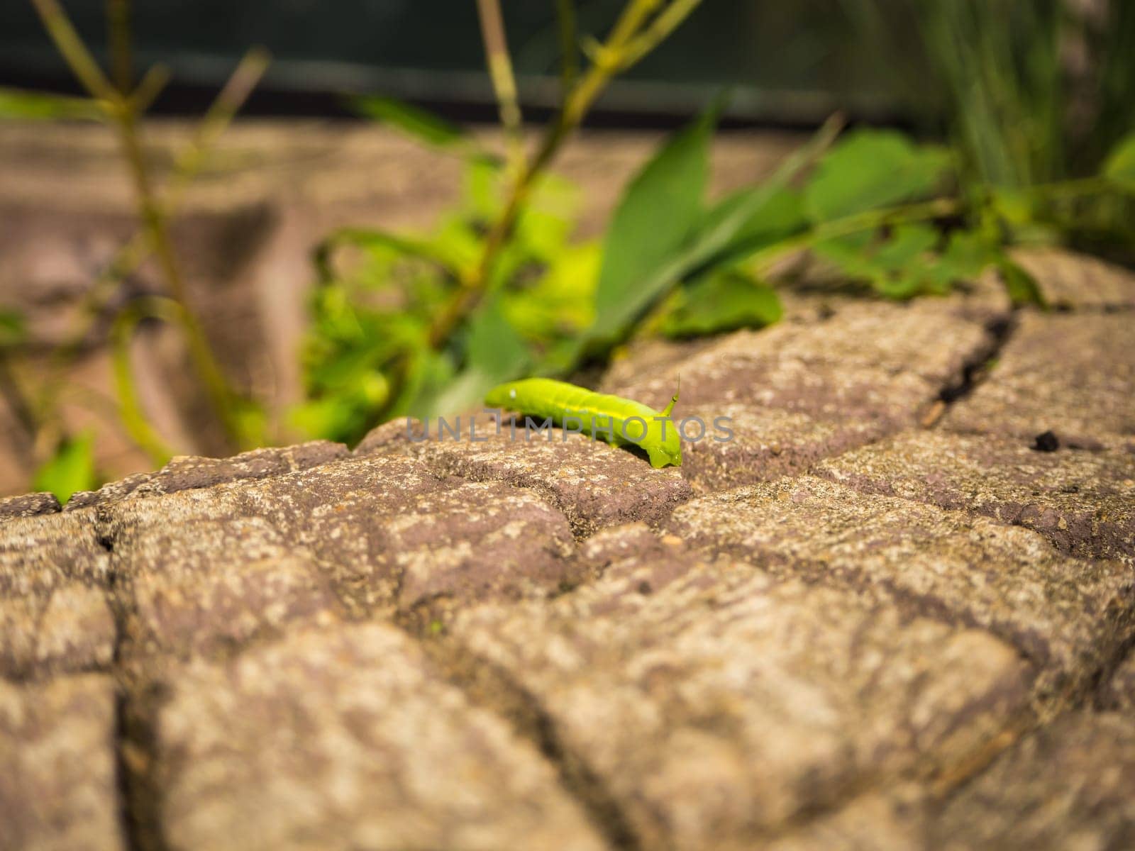 The green worm on the timber.