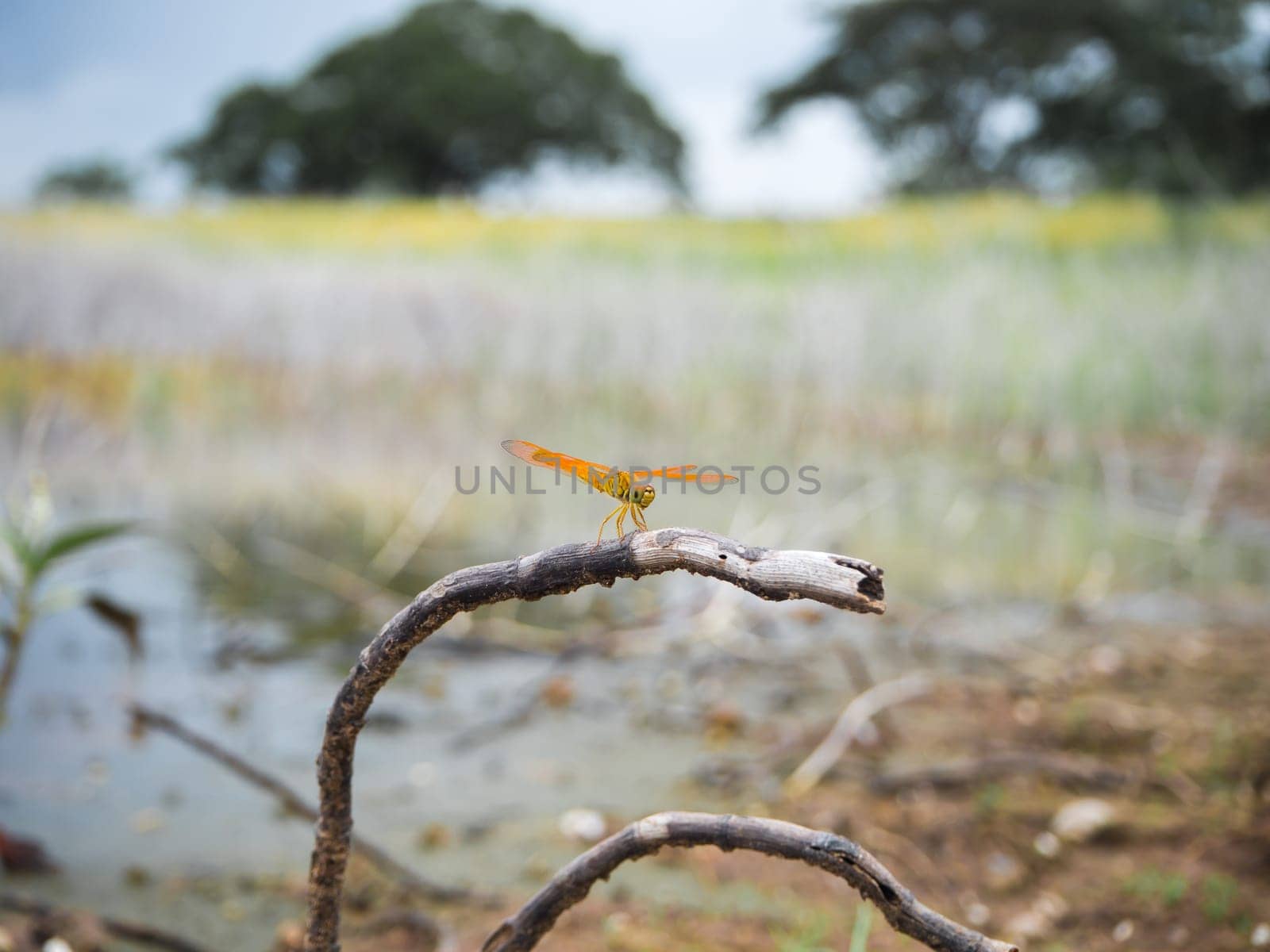 Dragonfly on the river bank branches. Dragonfly in nature background.