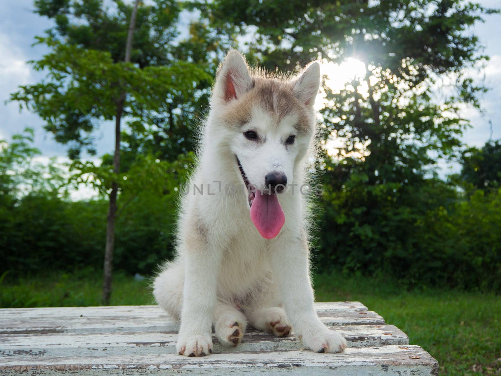 Siberian husky puppy is sitting on the wooden bench in the garden or park
