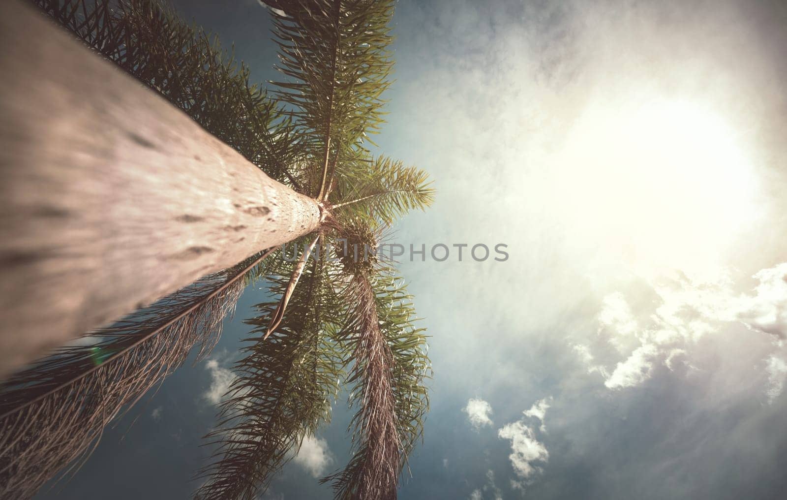 Coconut tree seen from below on sunny day.
