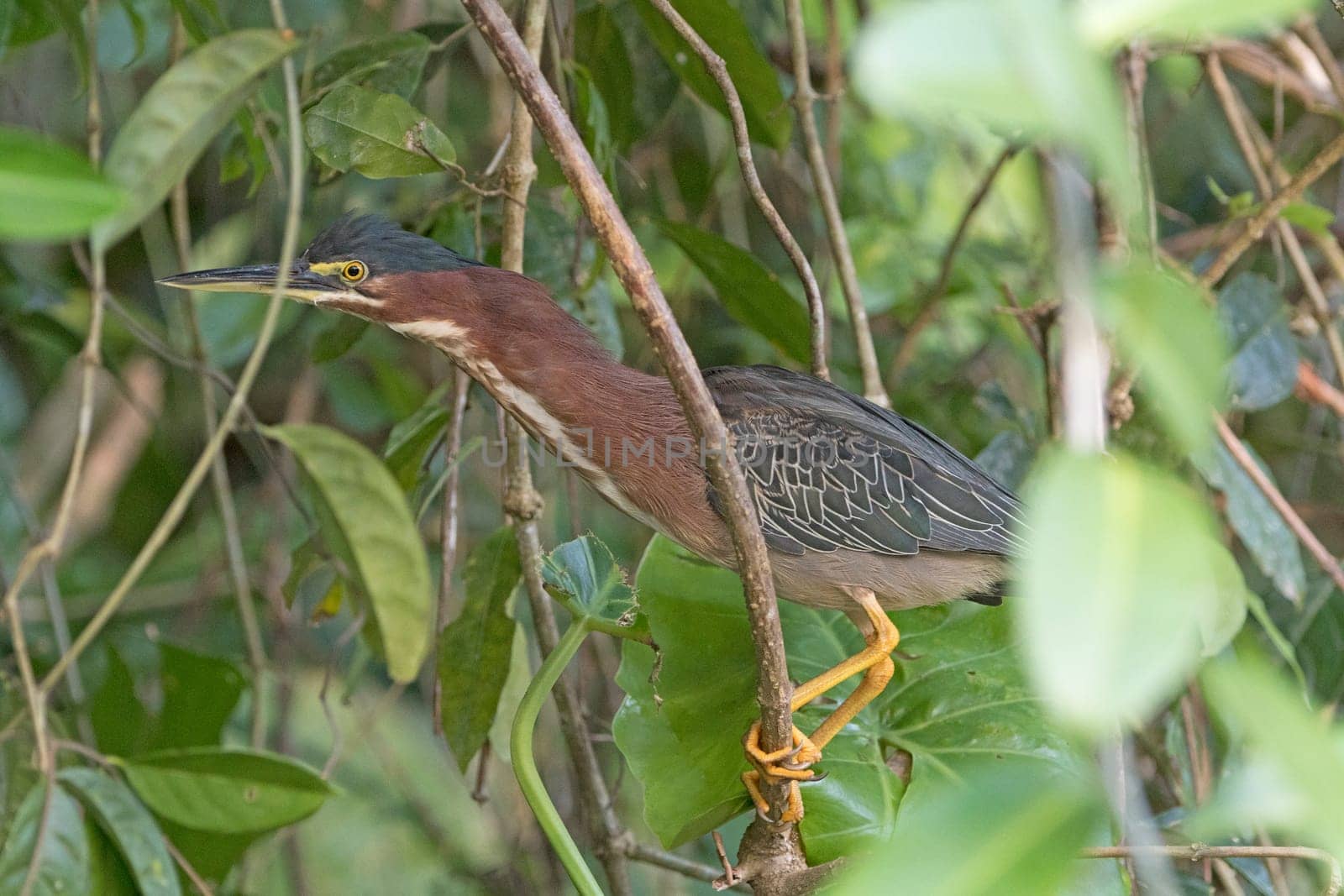 Green Heron Hiding in the Trees in Tortuguero National Park in Costa Rica