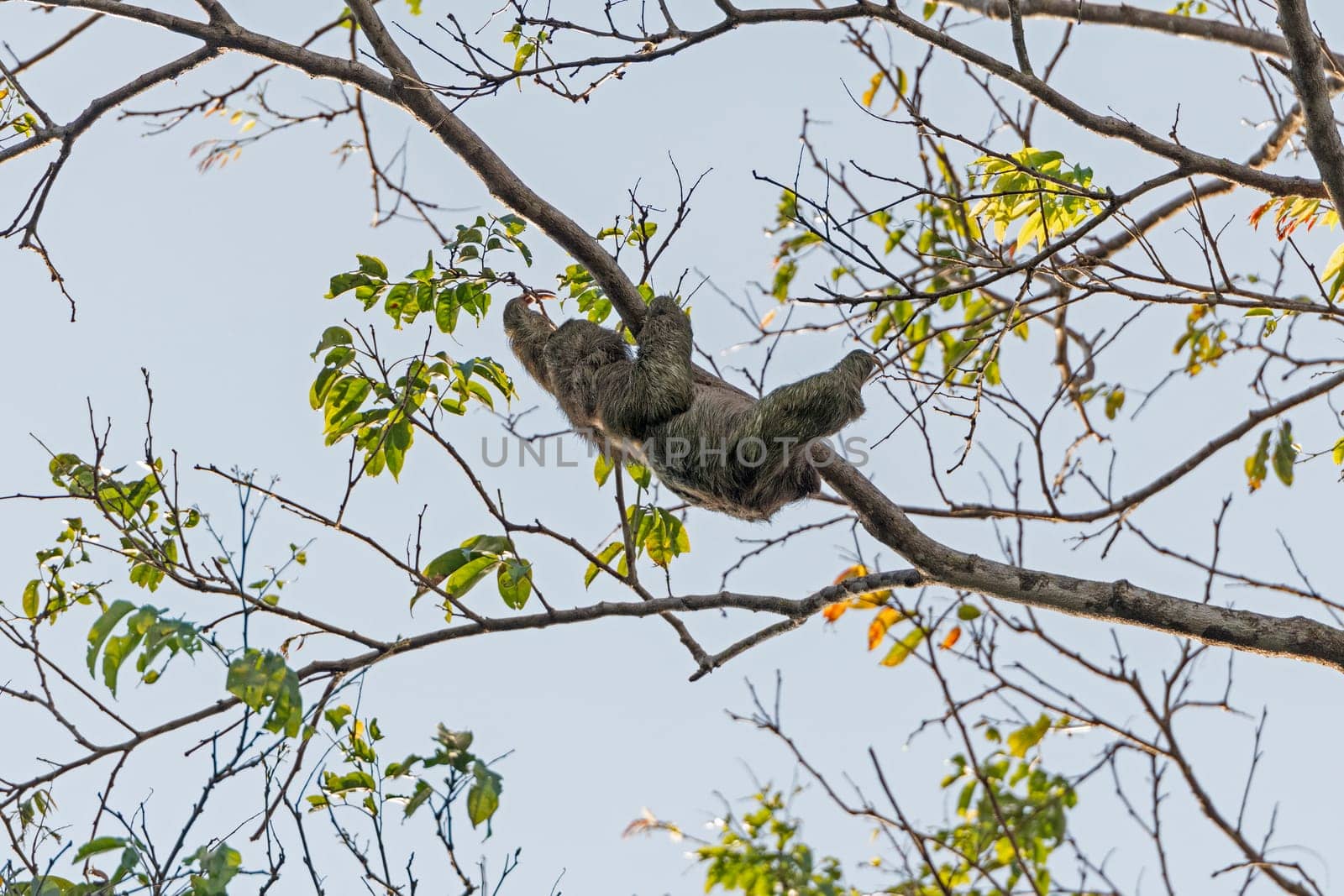 Two Toed Sloth Moving in a tree in Tortuguero National Park in Costa Rica