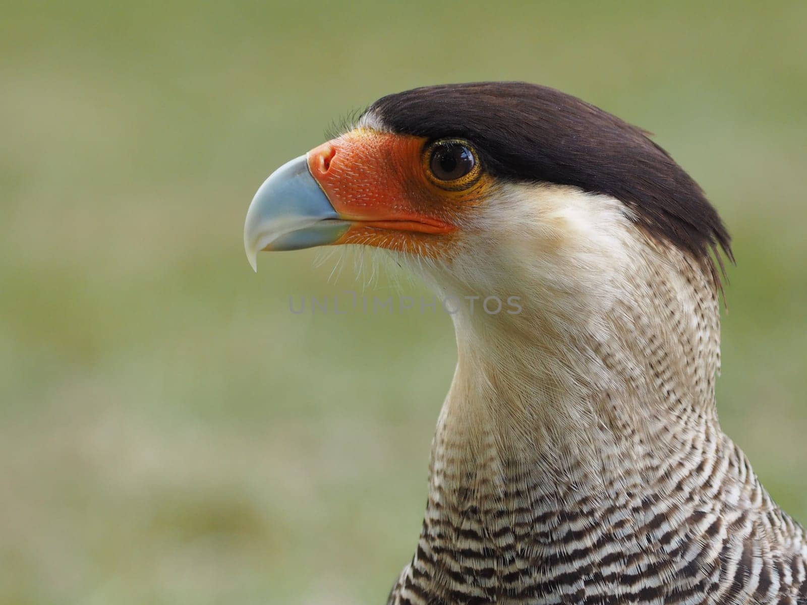 Crested caracara