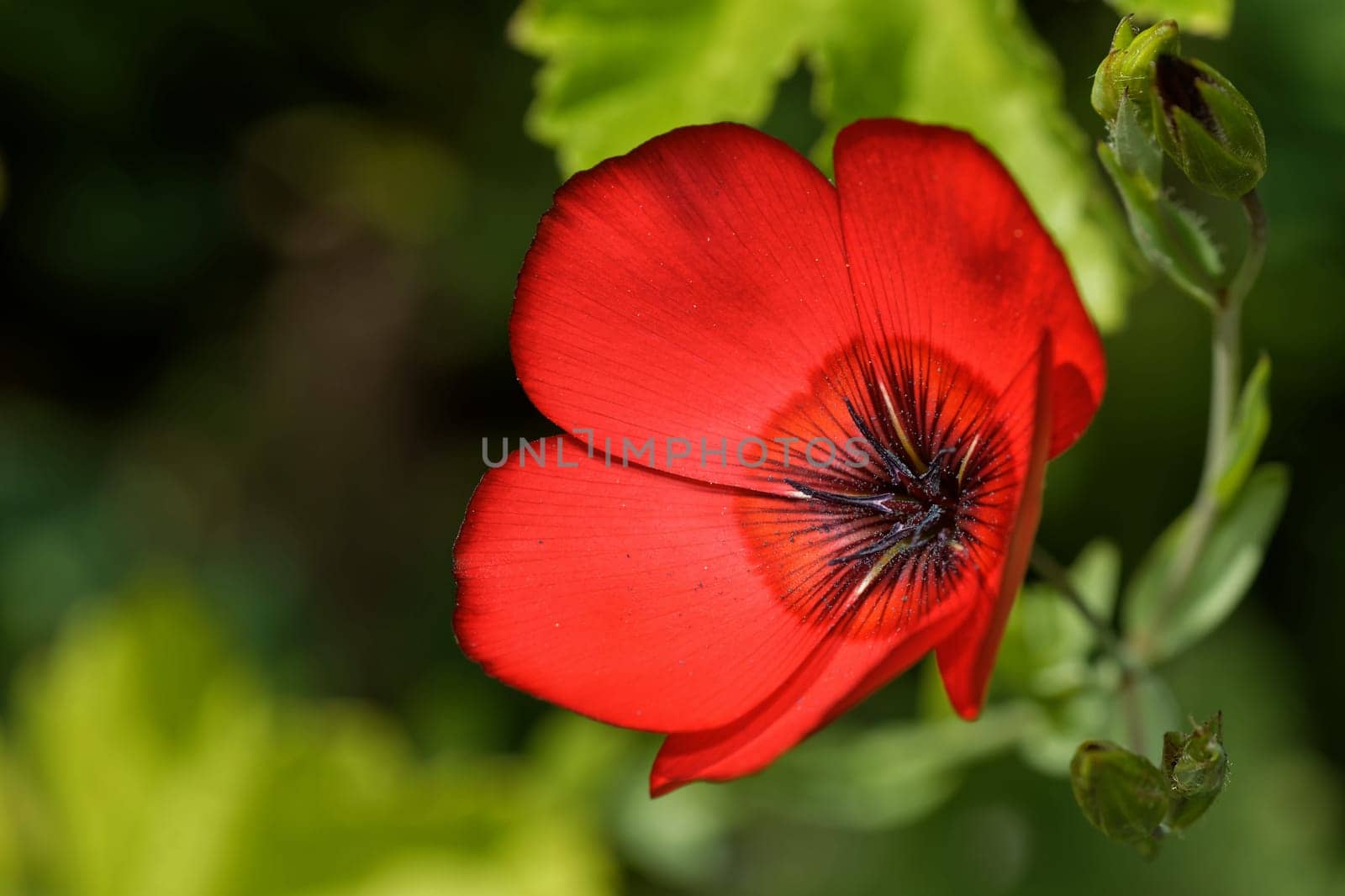Red flax