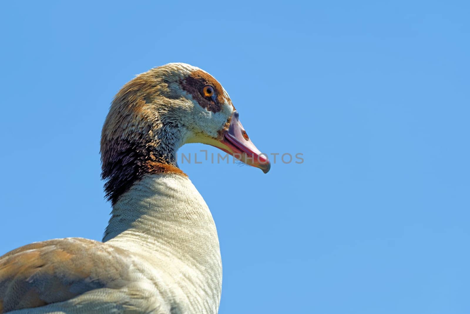 Egyptian goose