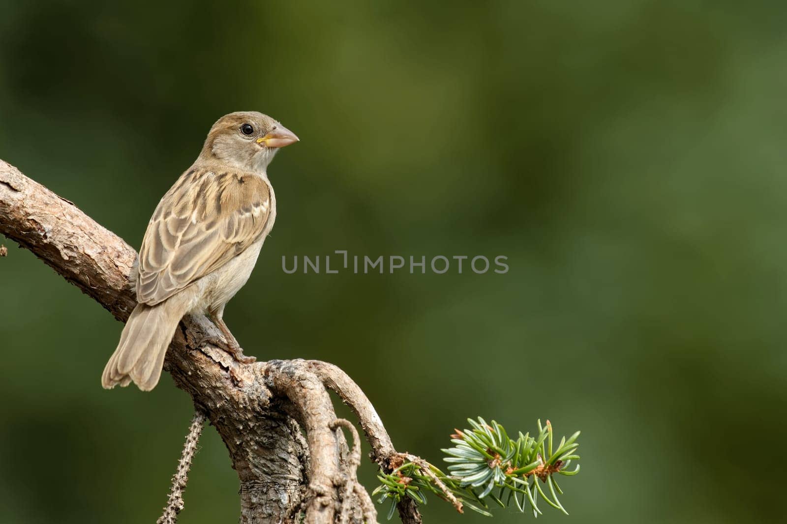 House sparrow