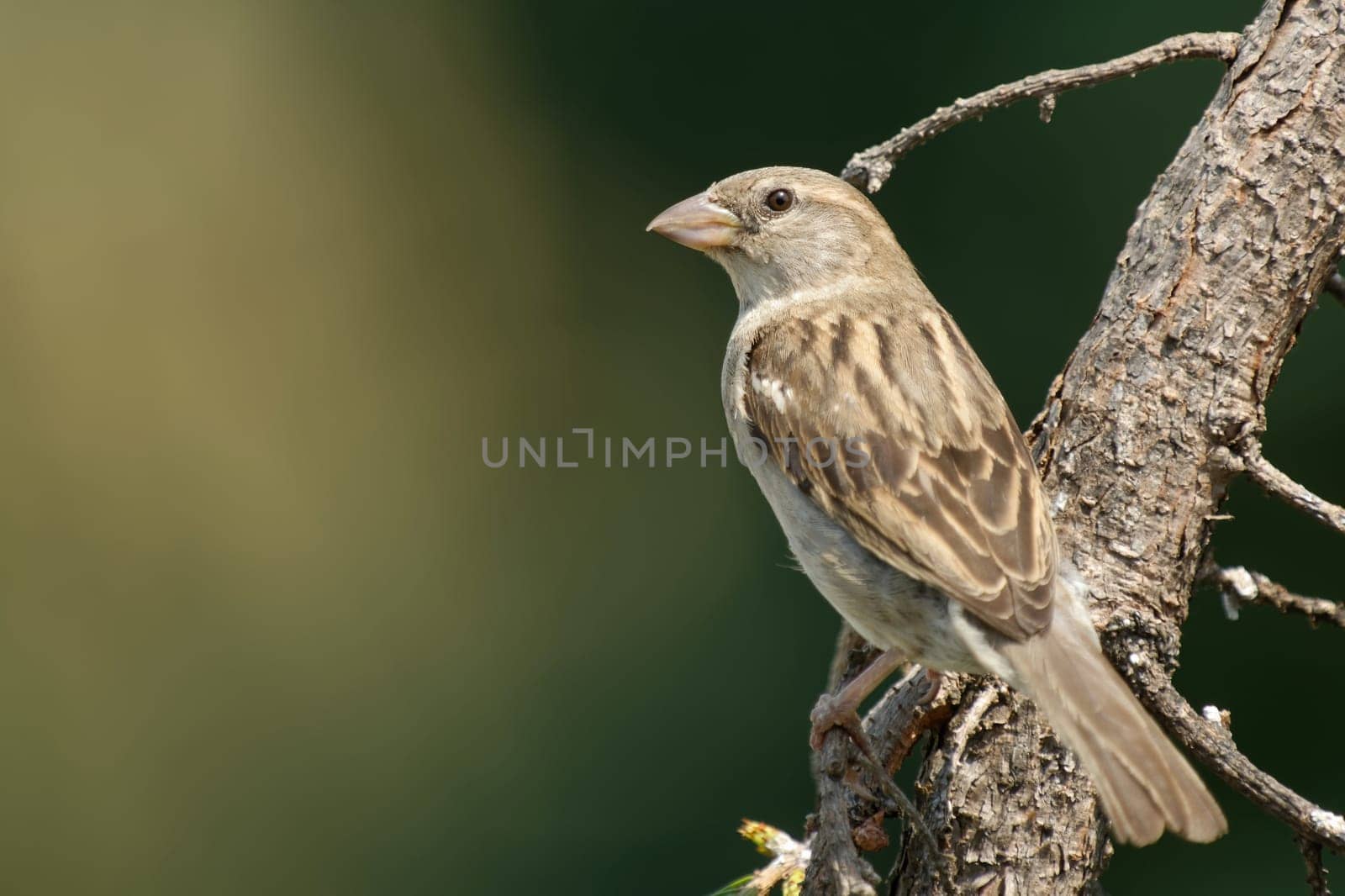 House sparrow web