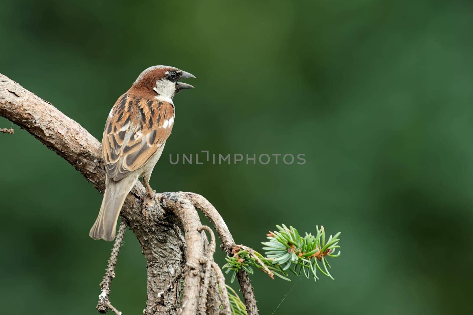 House sparrow