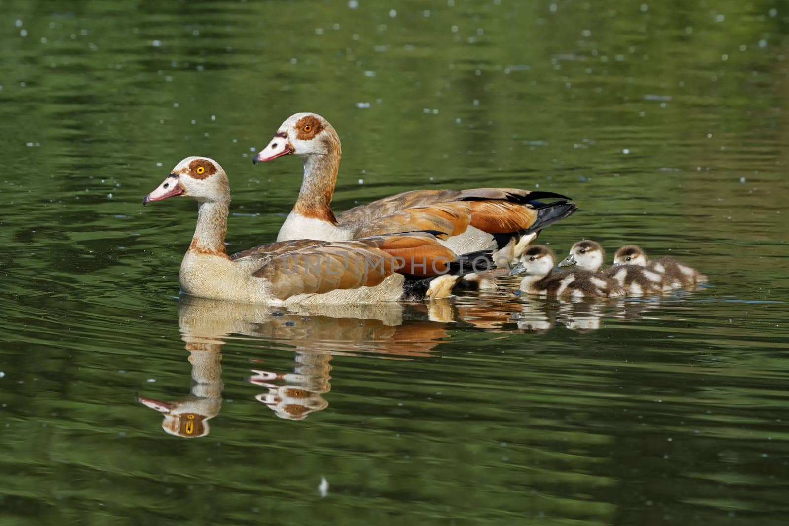 Nile goose family
