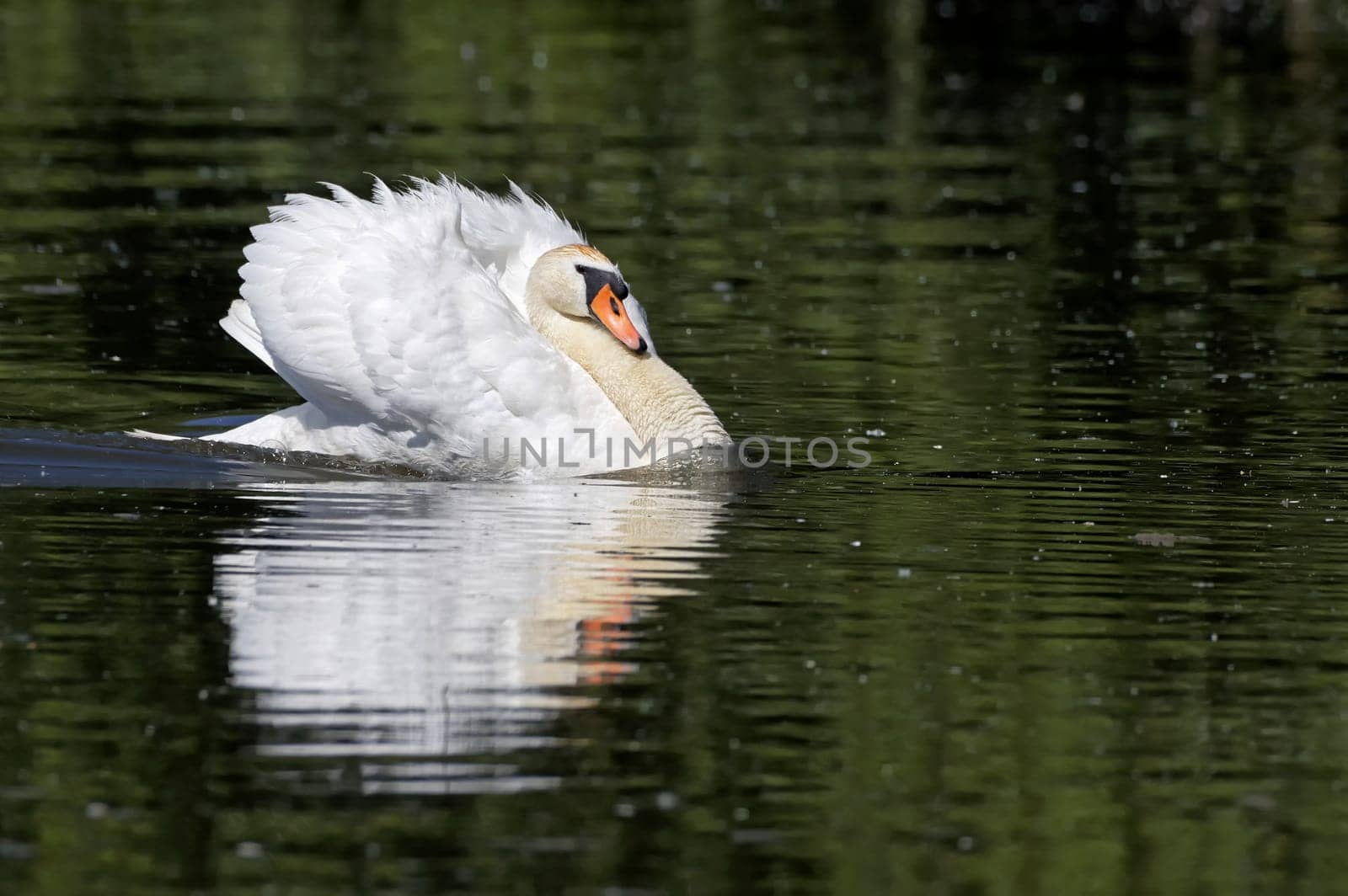 Mute swan swimming on a pond