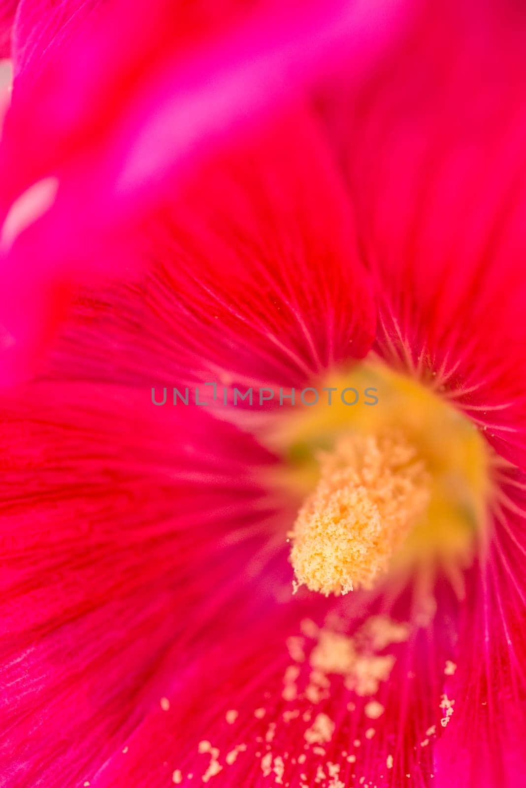 Mallow,Malva arborea,flowers