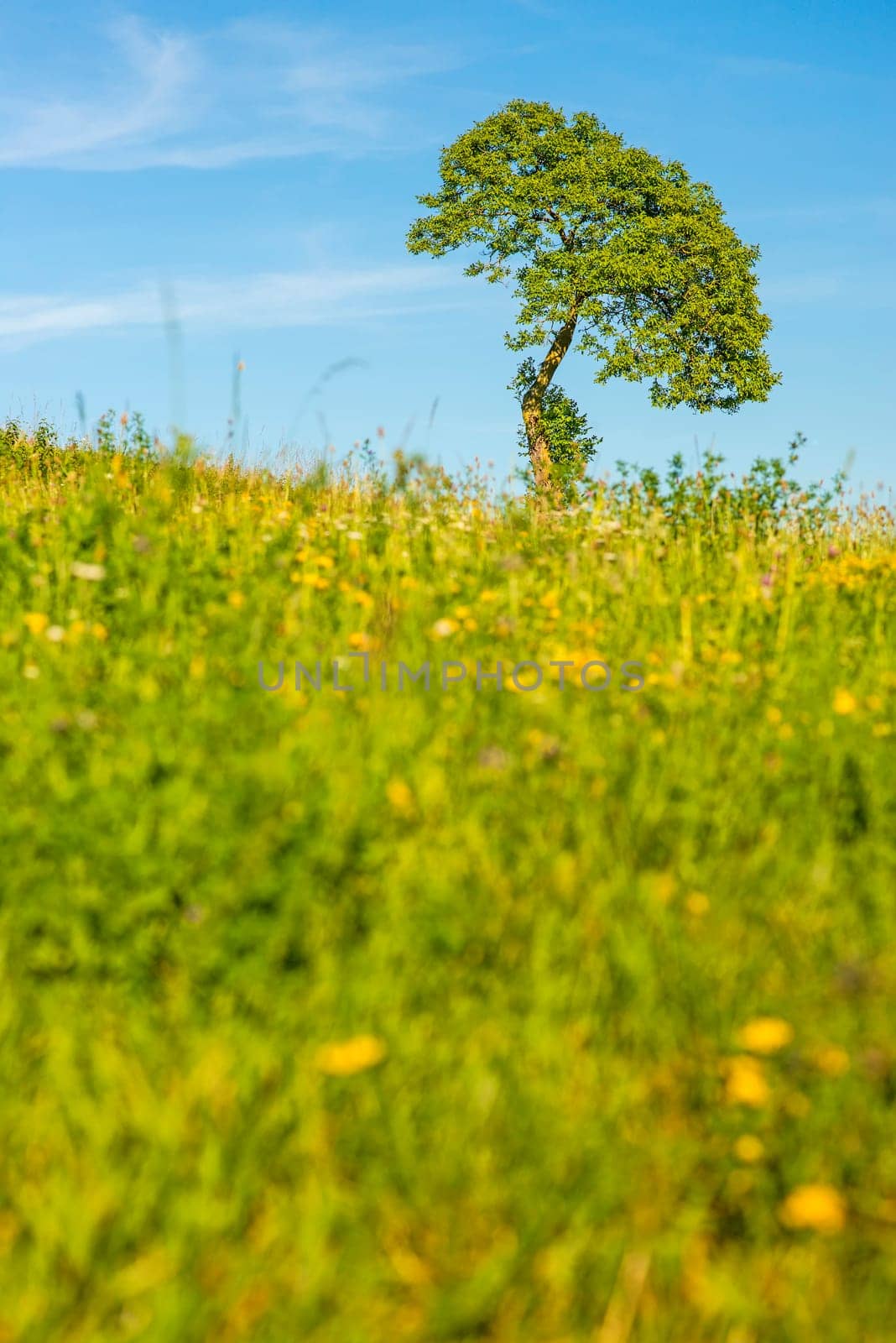 Tree in a summer meadow