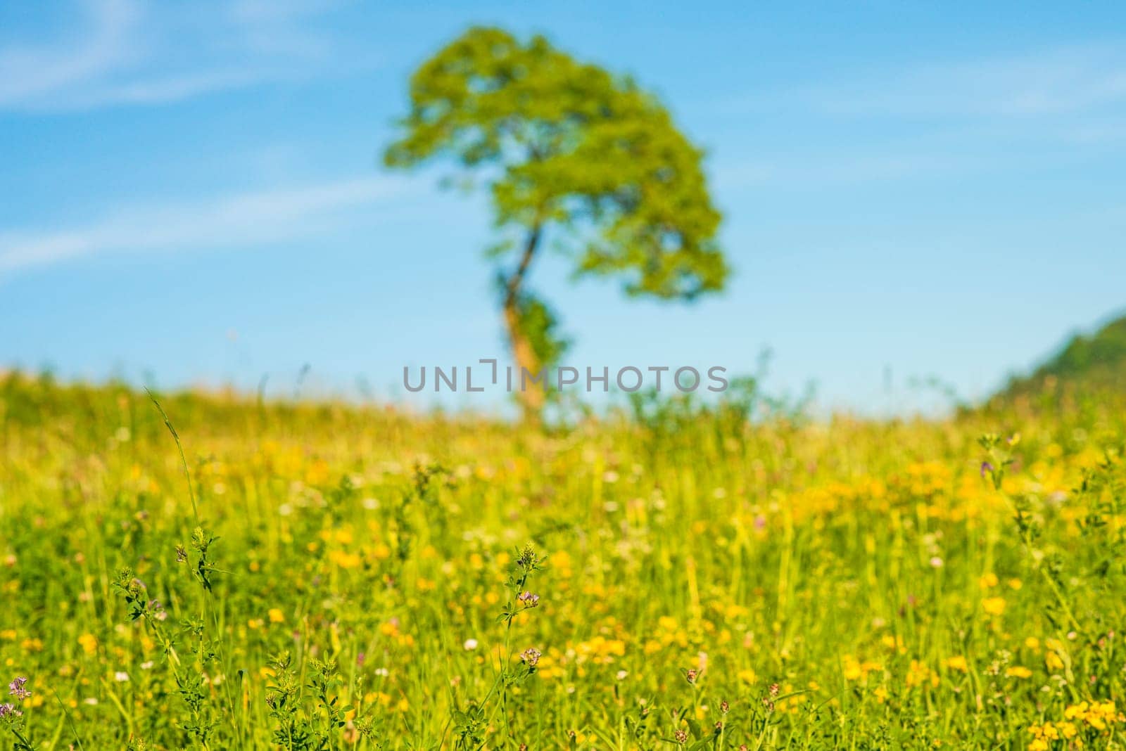 Tree in a summer meadow