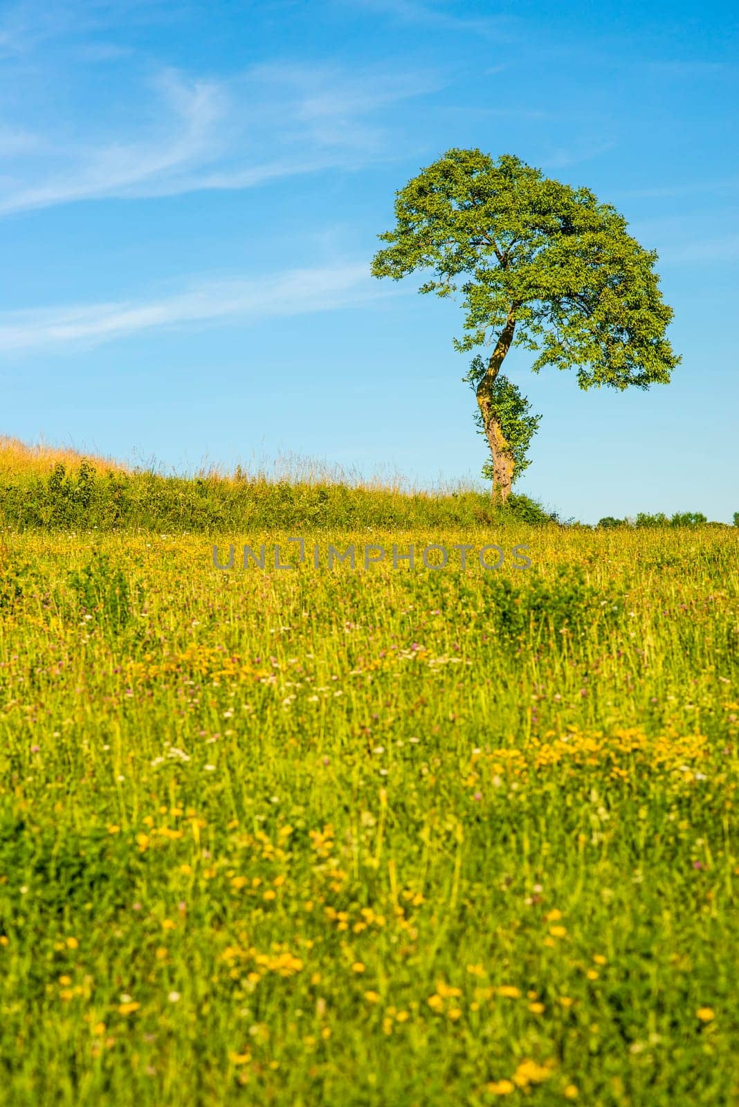 Tree in a summer meadow