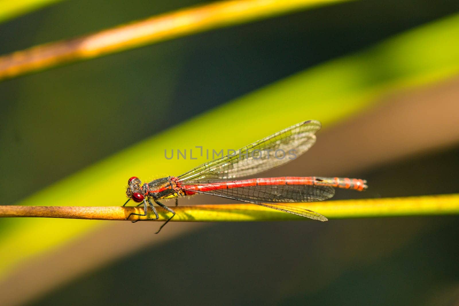 Early adonis dragonfly,pyrrhosoma nymphula,male