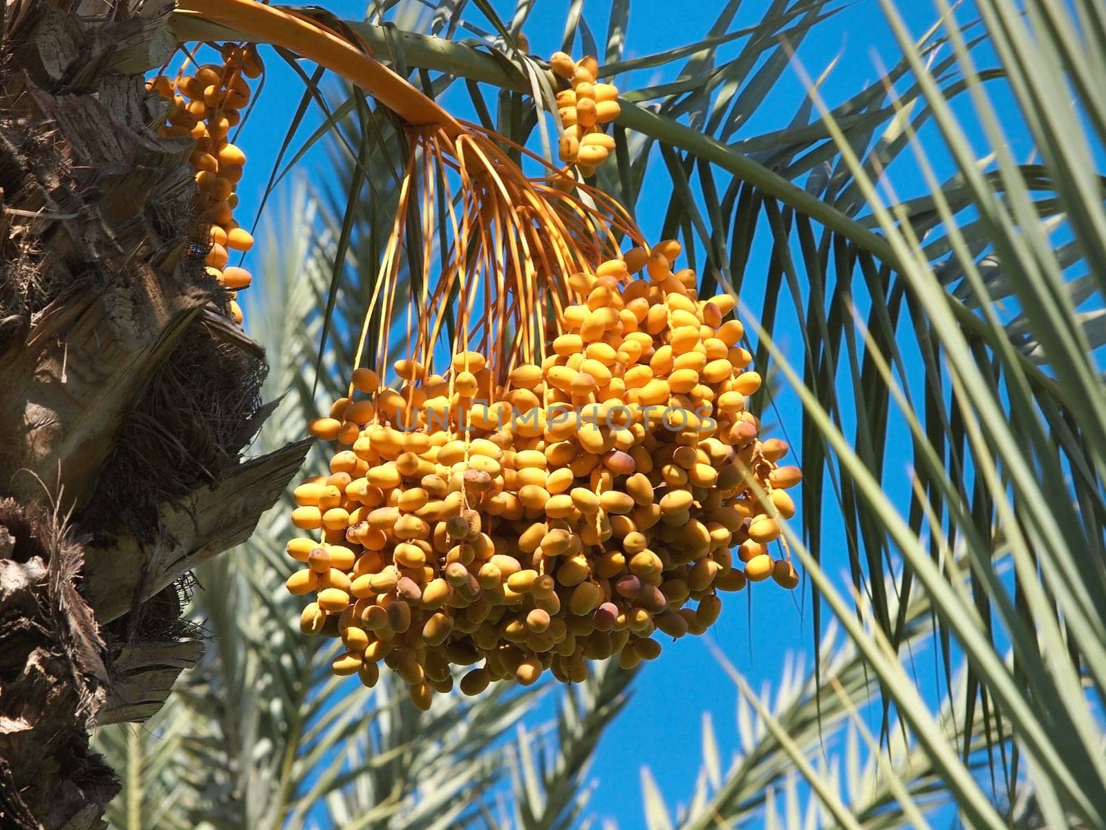 Bunch of colourful dates on the palm tree