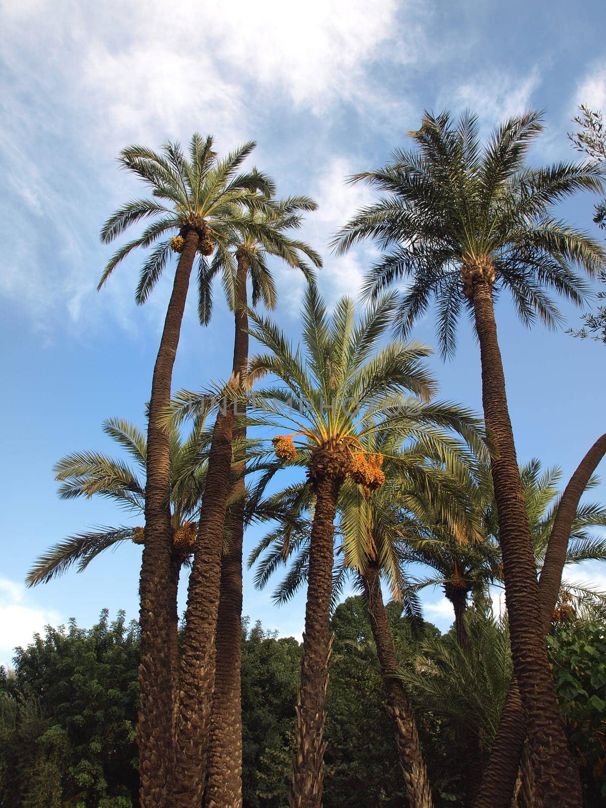 date fruit on palm tree on a blue sky