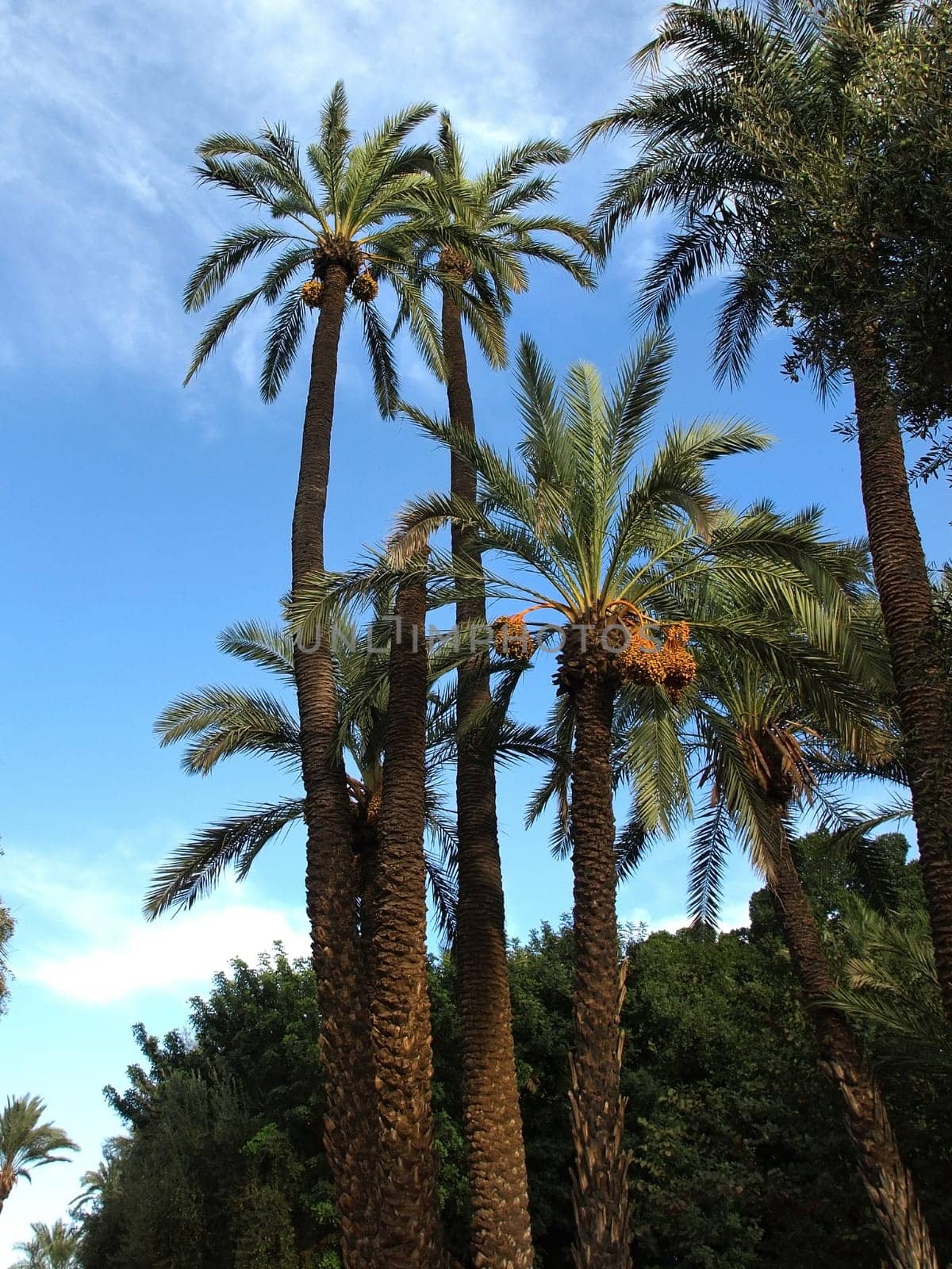 palm tree
