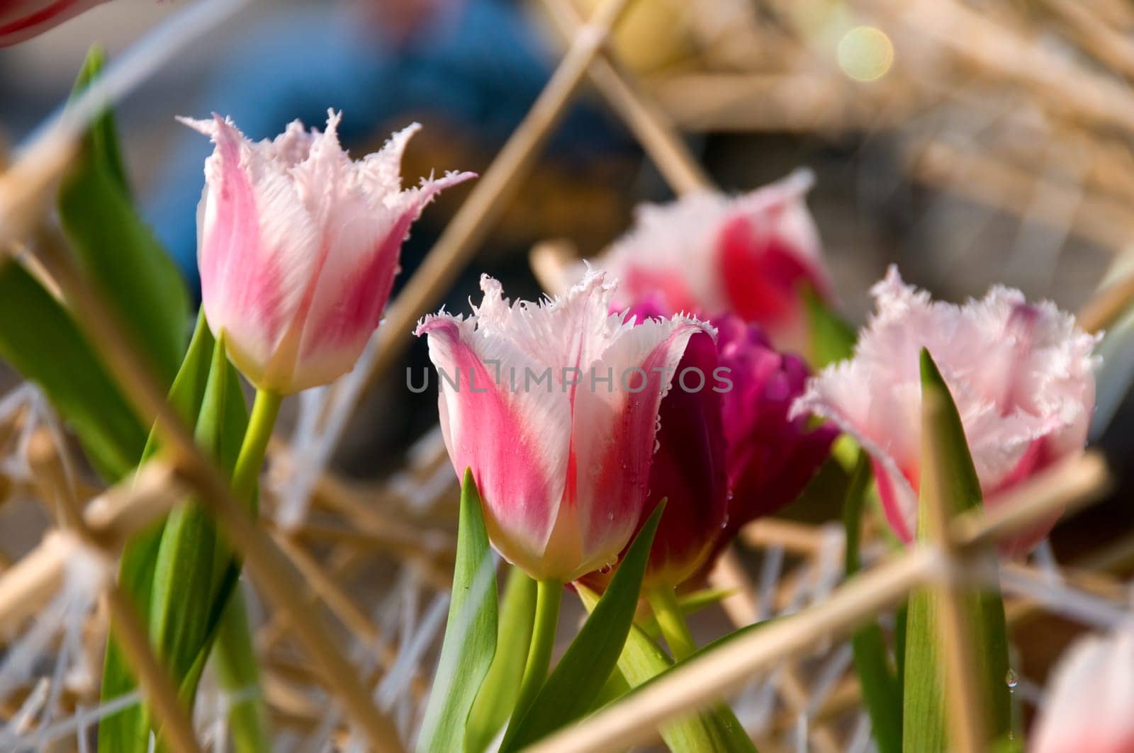 The view of pink tulips flowers
