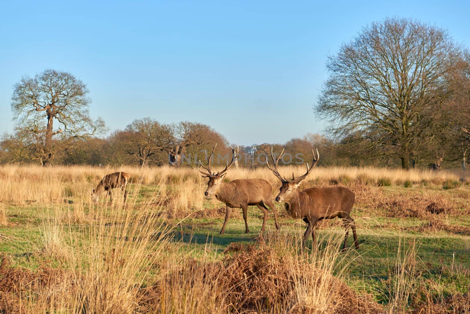 Two red deer walking in atumnal park in late afternoon light.