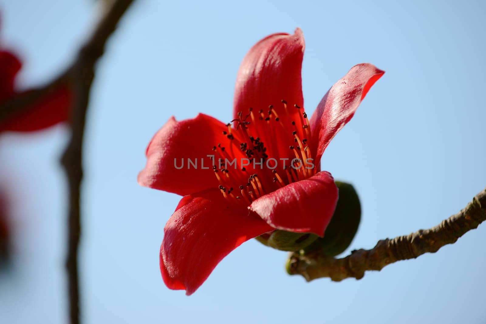 The flowers of ceiba tree, crimson kapok flowers