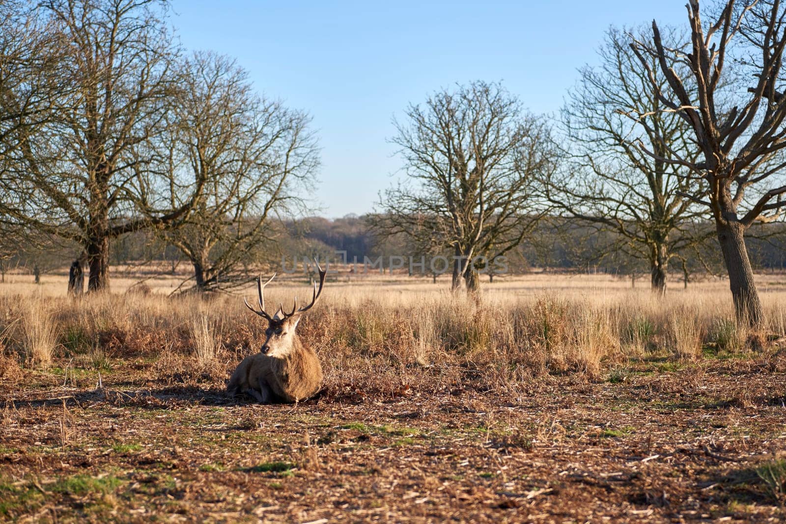 Red deer lying on ground in atumnal park in late afternoon light.