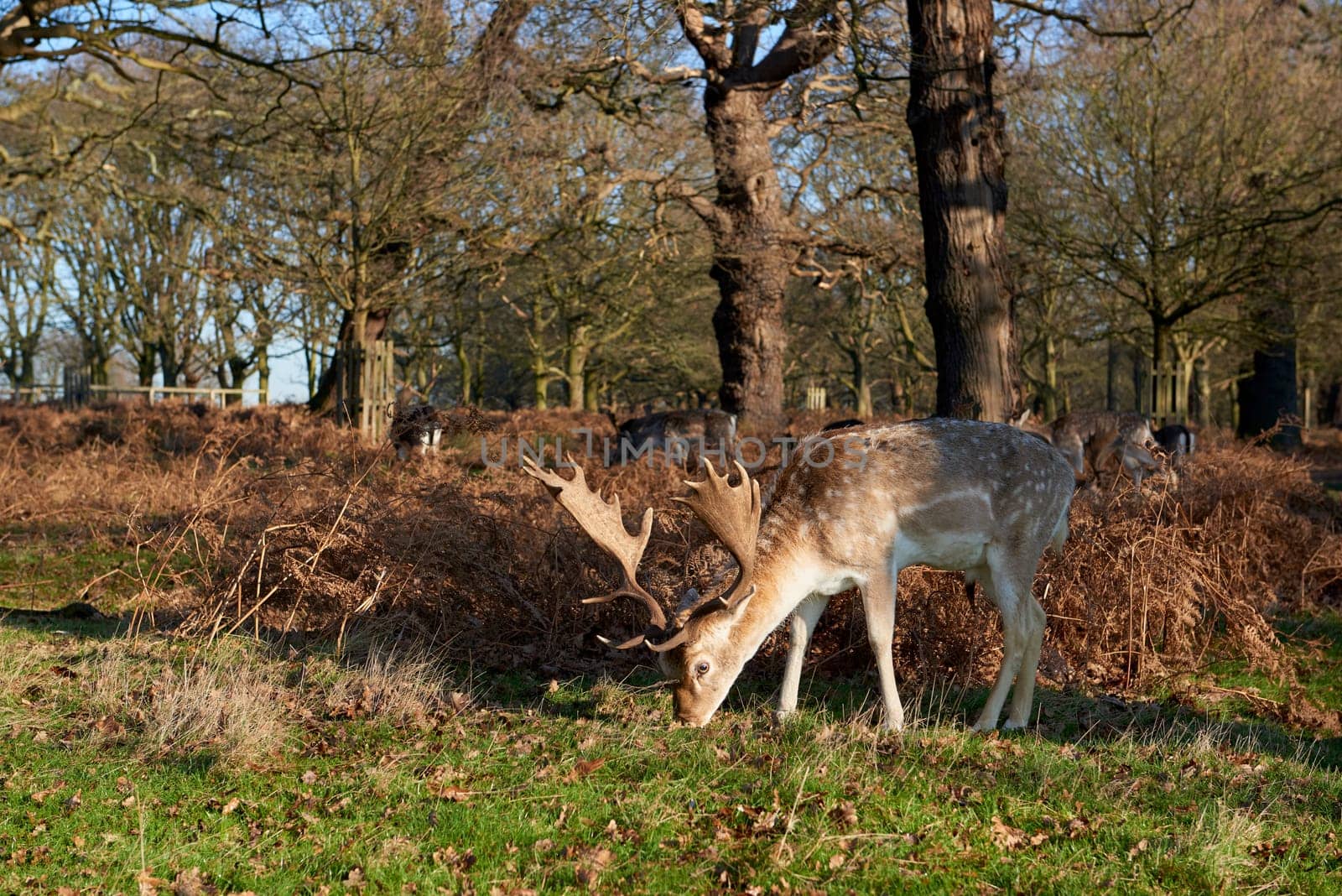 Fallow deer eating in autumnal park
