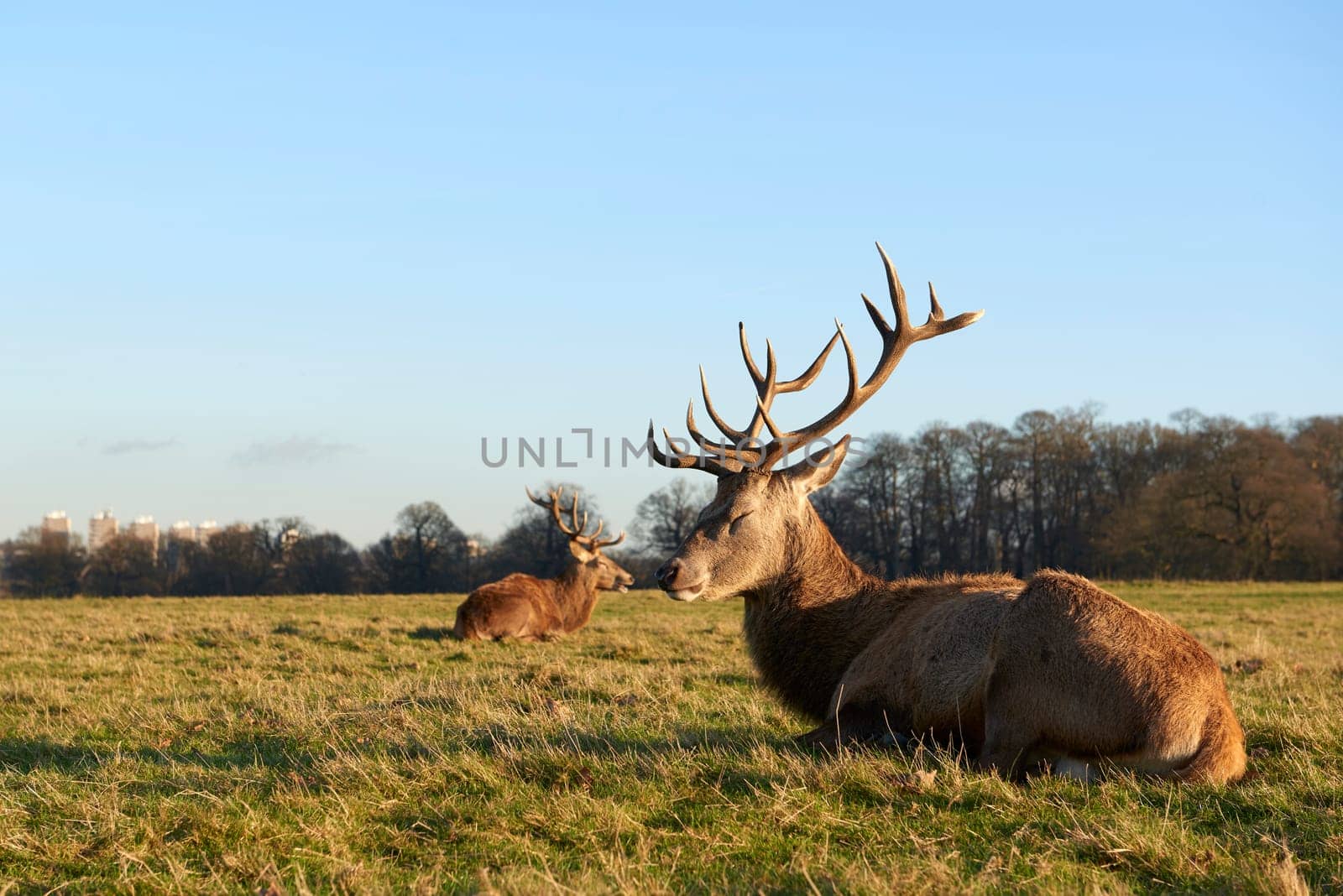 Two red deer lying in atumnal park in late afternoon light.