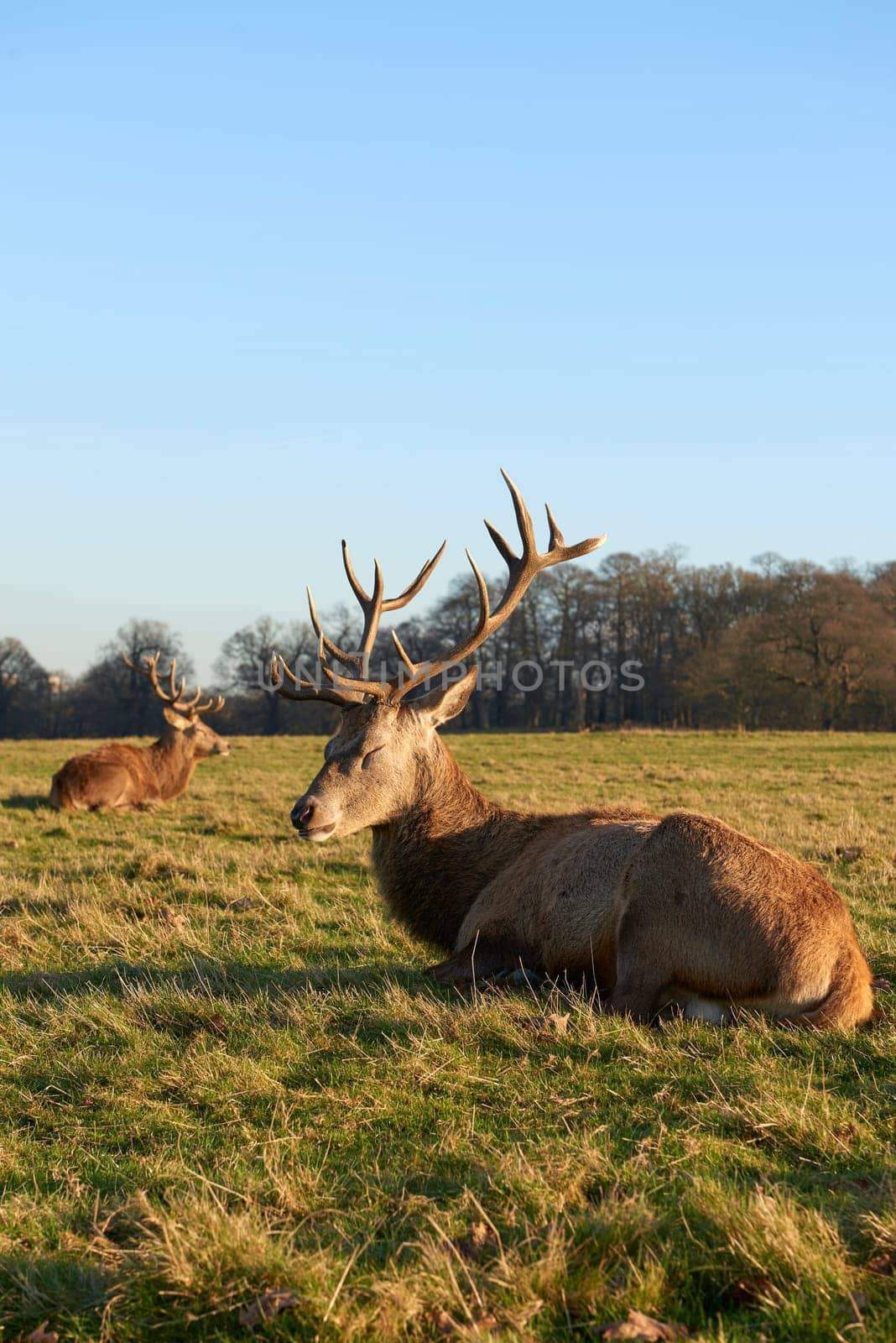 Two red deer lying in atumnal park in late afternoon light.