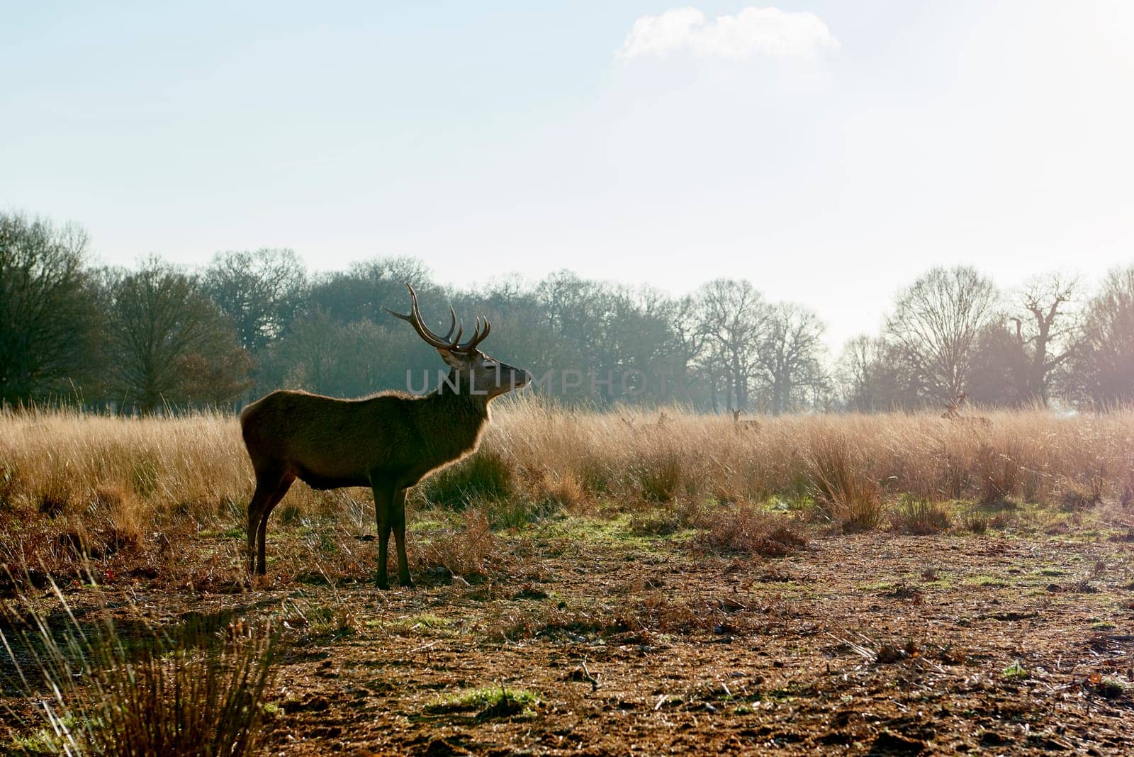 Semi-sillhouette of red deer aginst light in atumnal park in late afternoon light.