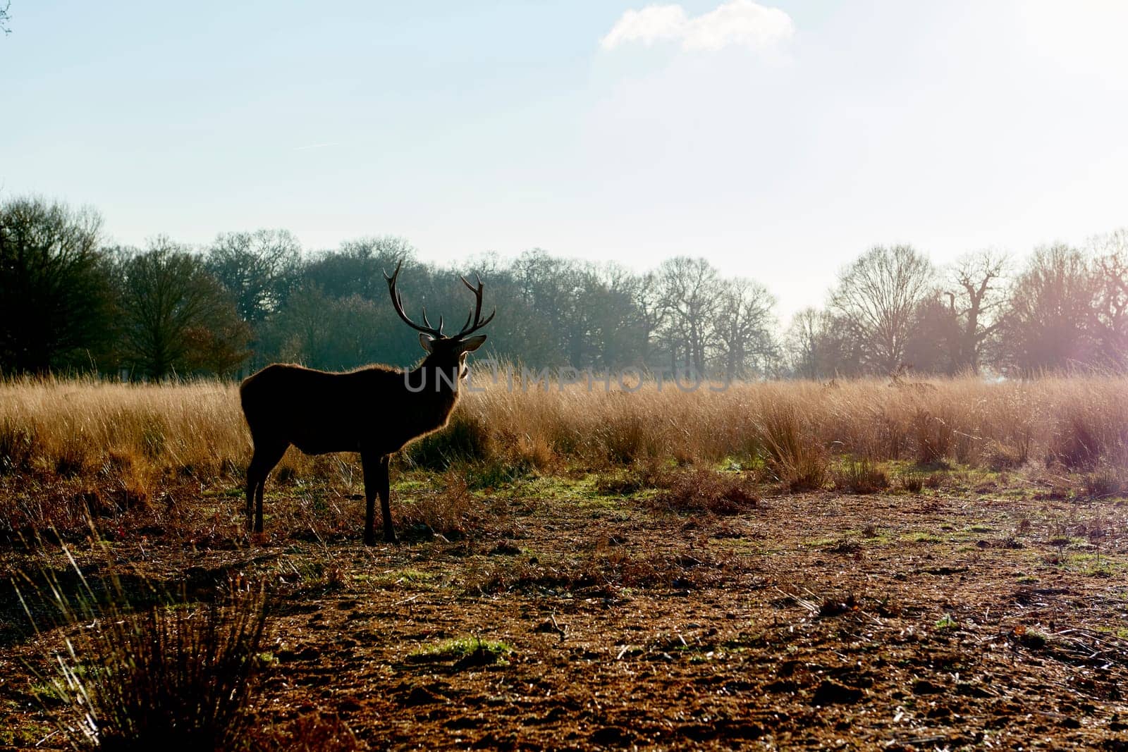Sillhouette of red deer aginst light in atumnal park in late afternoon light.