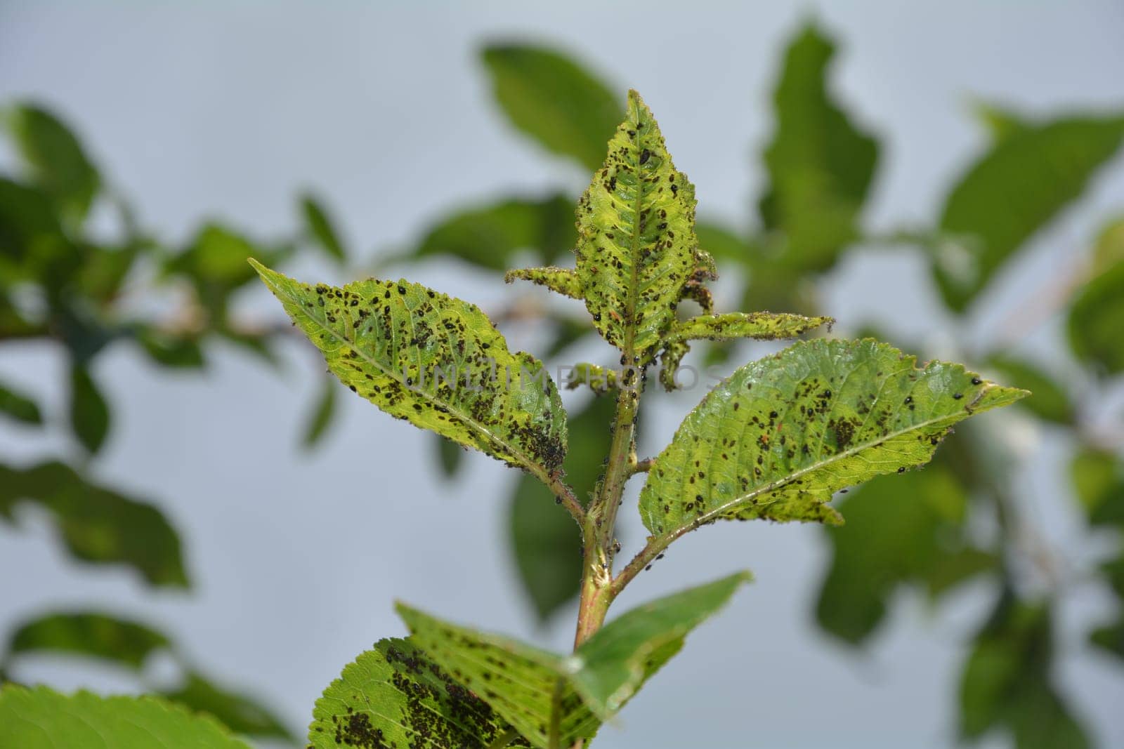 Many aphids on cherry tree leaves with sky in the background