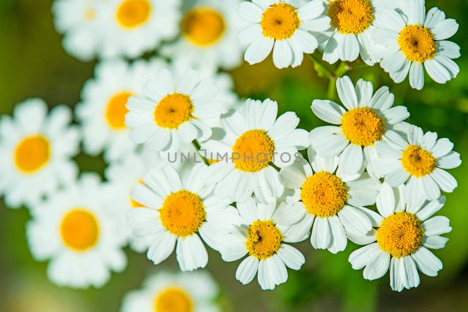 Feverfew,Chrysanthmemum parthenium,medicinal plant with flower