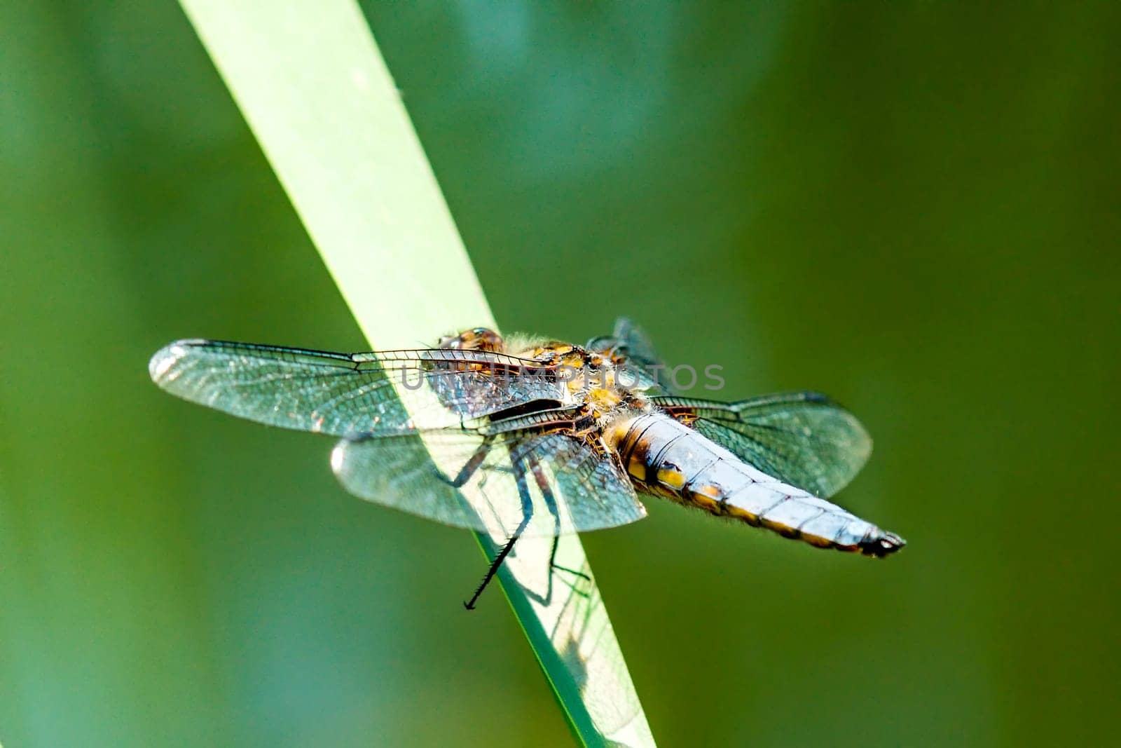 Flat belly,Libellula depressa,female