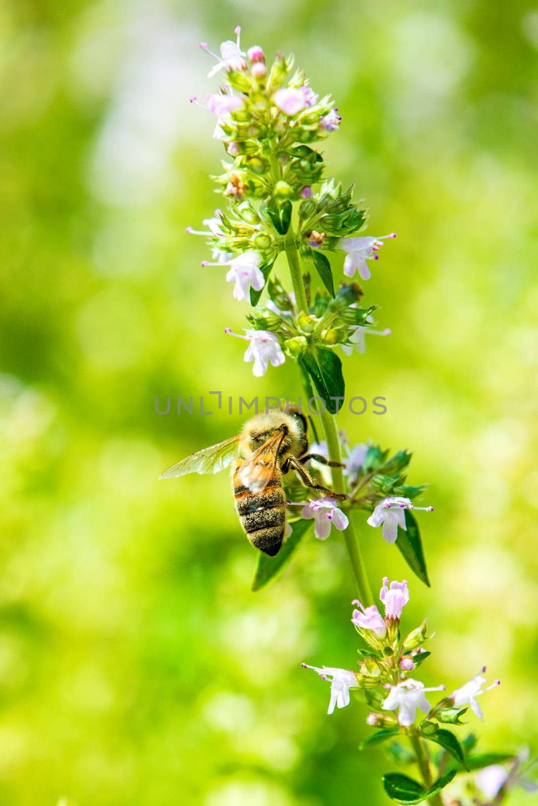 Bee on thyme blossom