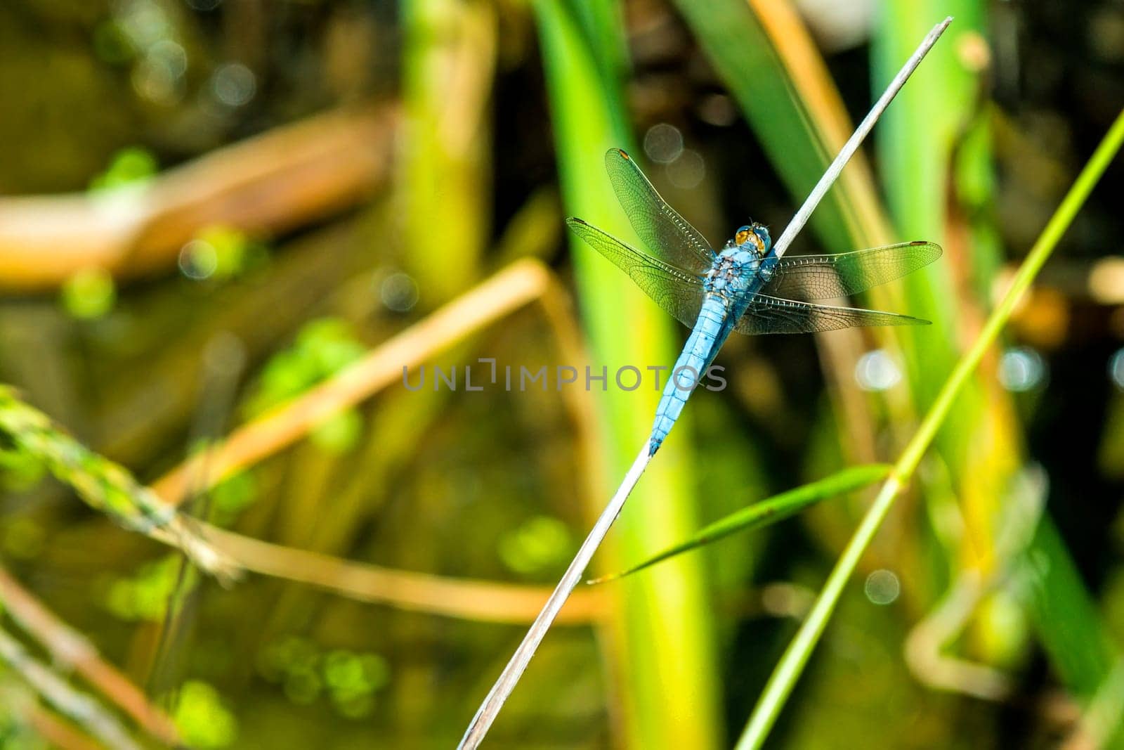 Large blue arrow,sitting on blade of grass by the pond