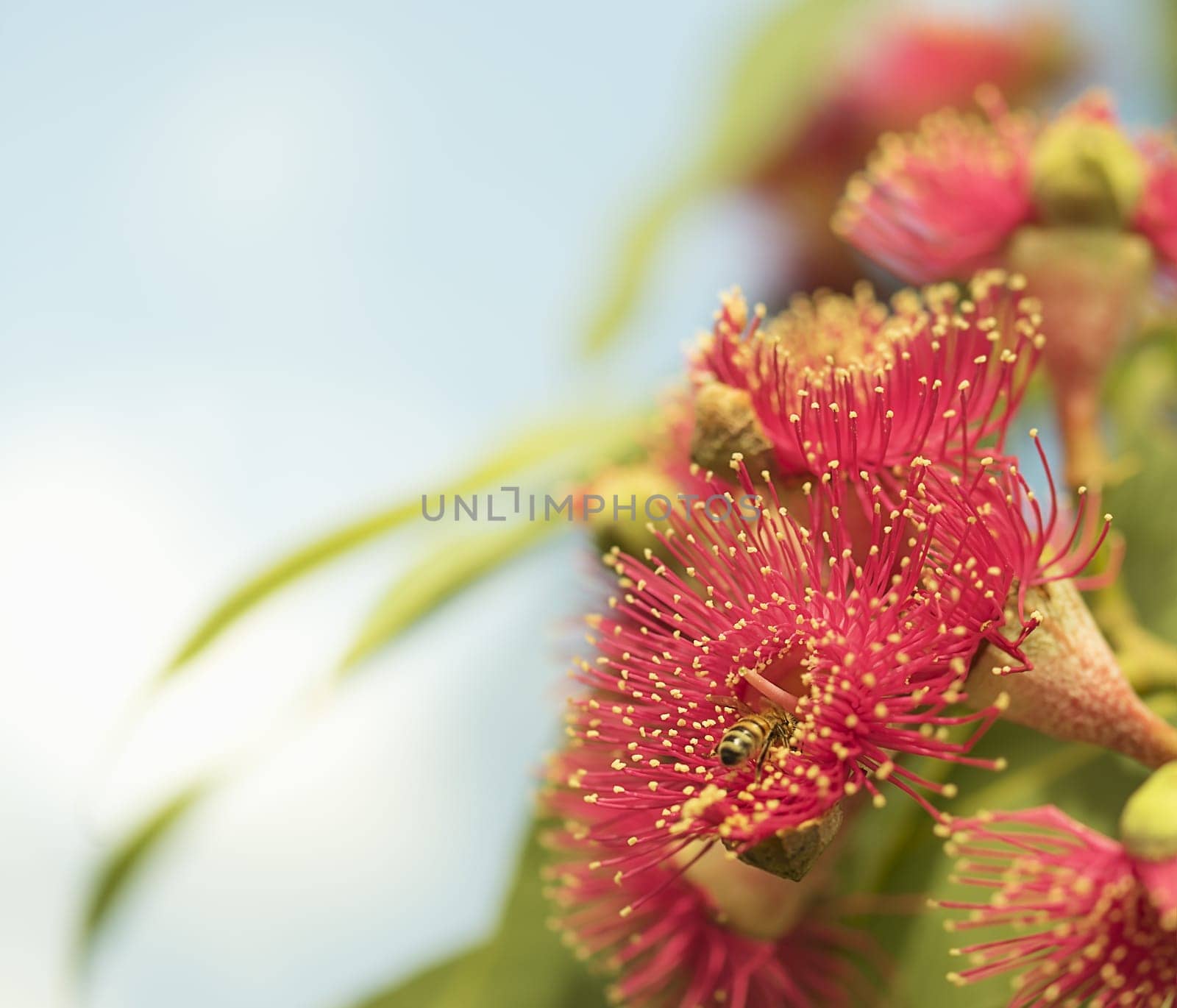 Australian nature, red flowers of gum tree with bee collecting pollen closeup