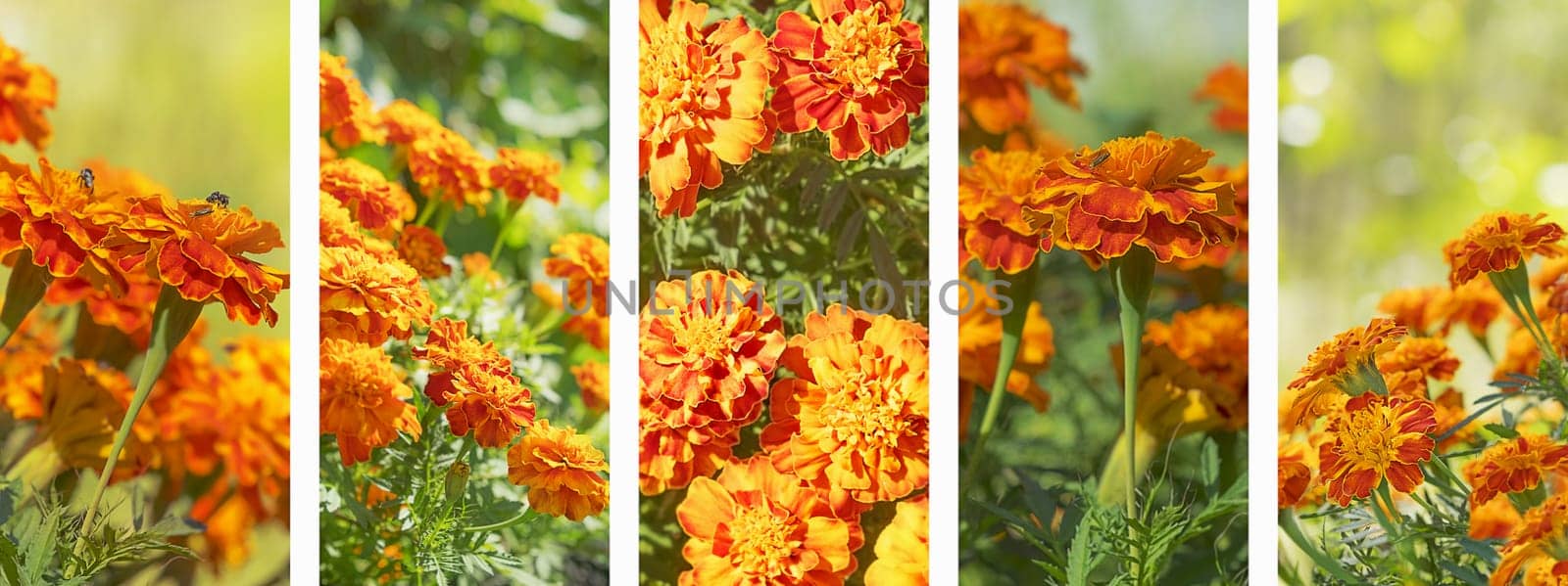 Panoramic set of marigold flowers banner for flora nature background