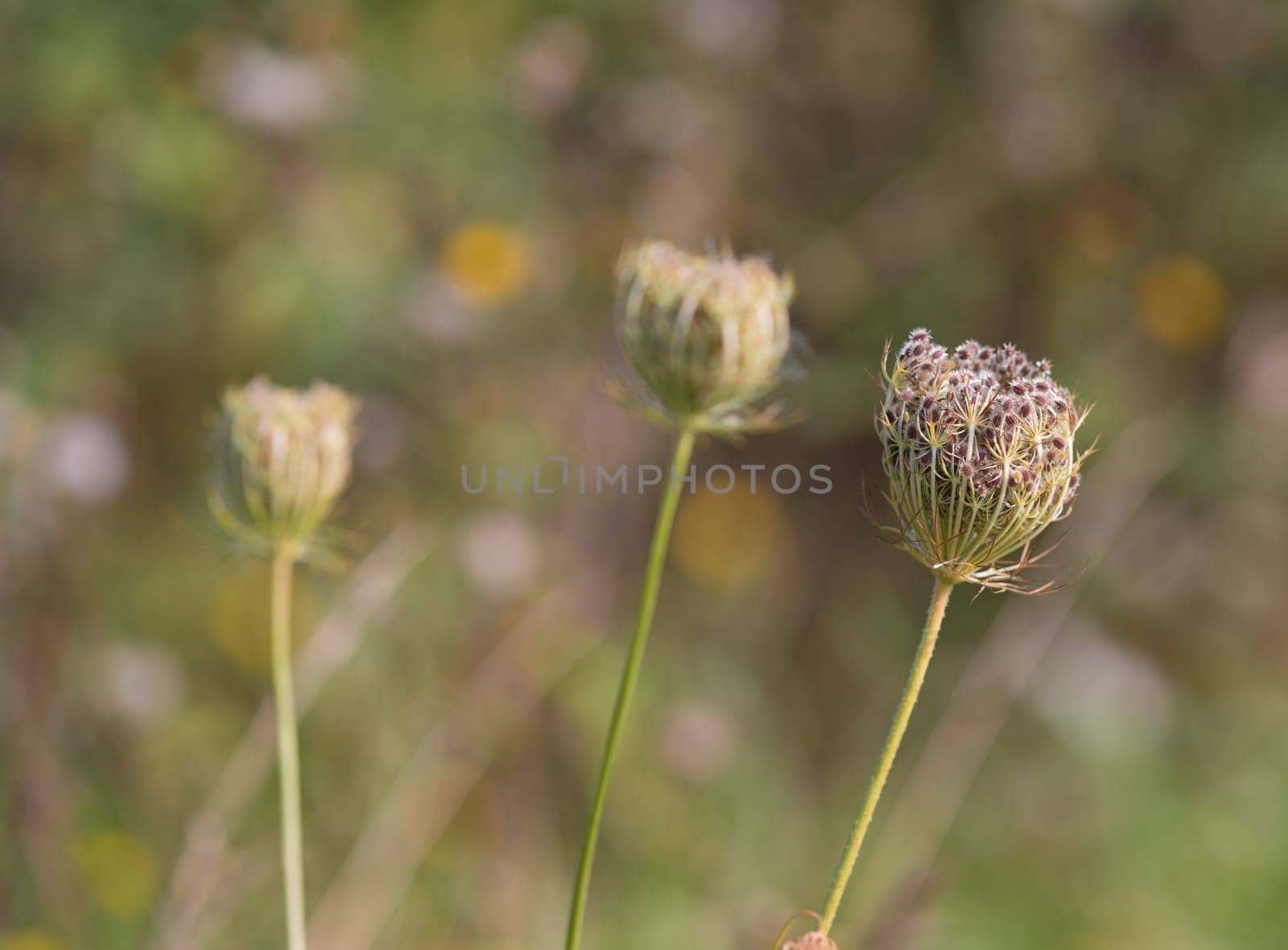 bud of a flower with hundreds of sticky seeds