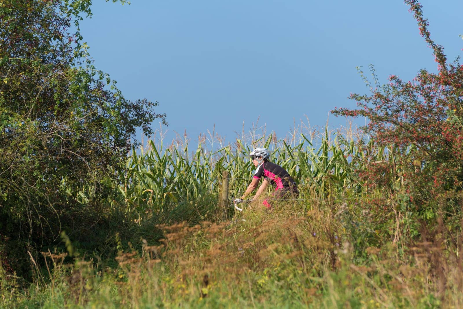 DEVENTER, NETHERLANDS - AUGUST 27, 2016: Unknown female cyclist on a dike along a corn field