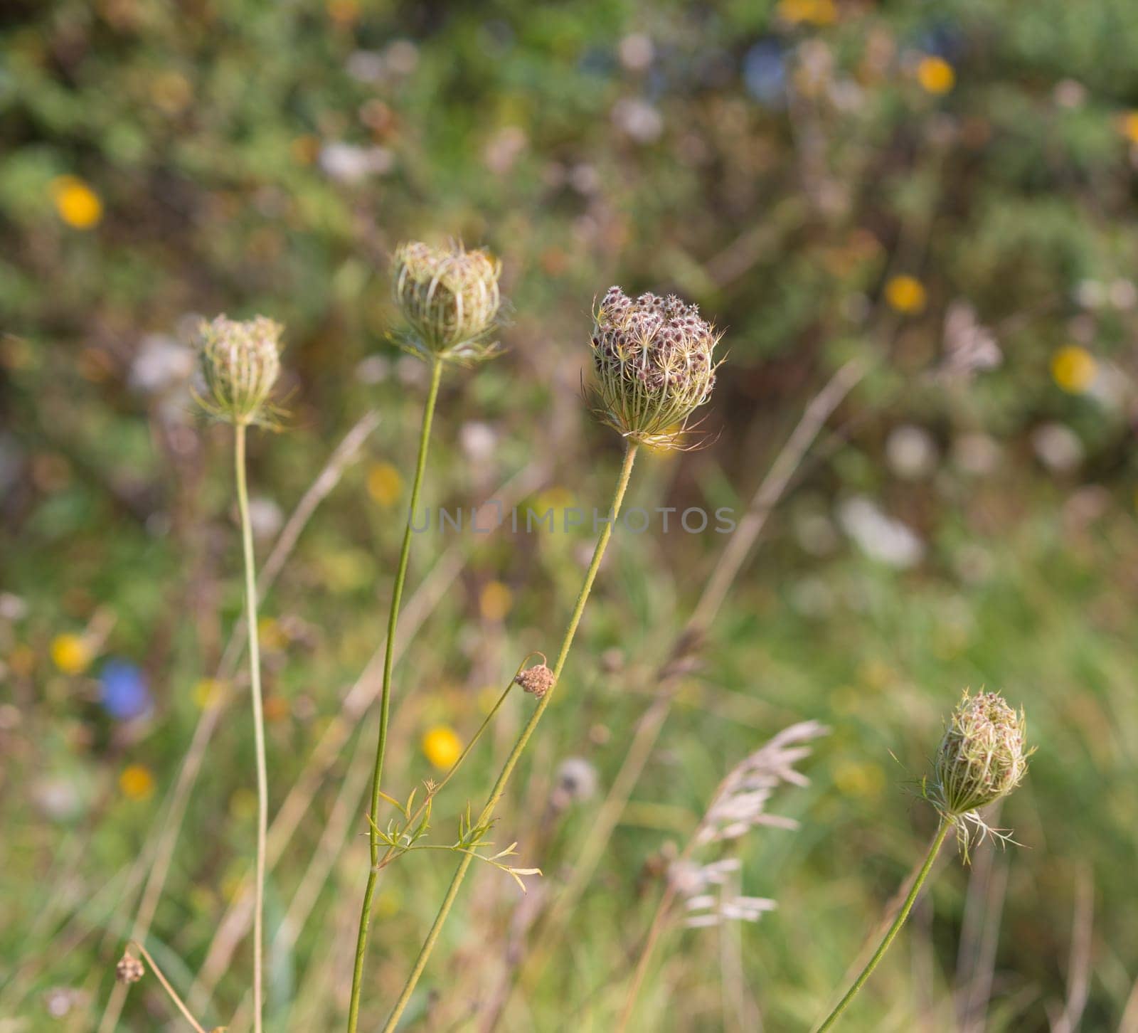 bud of a flower with hundreds of sticky seeds
