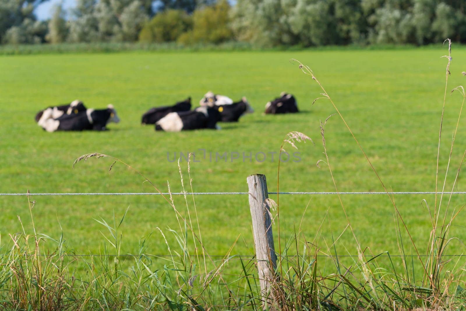 grazing frisian-holstein cows in a dutch meadow