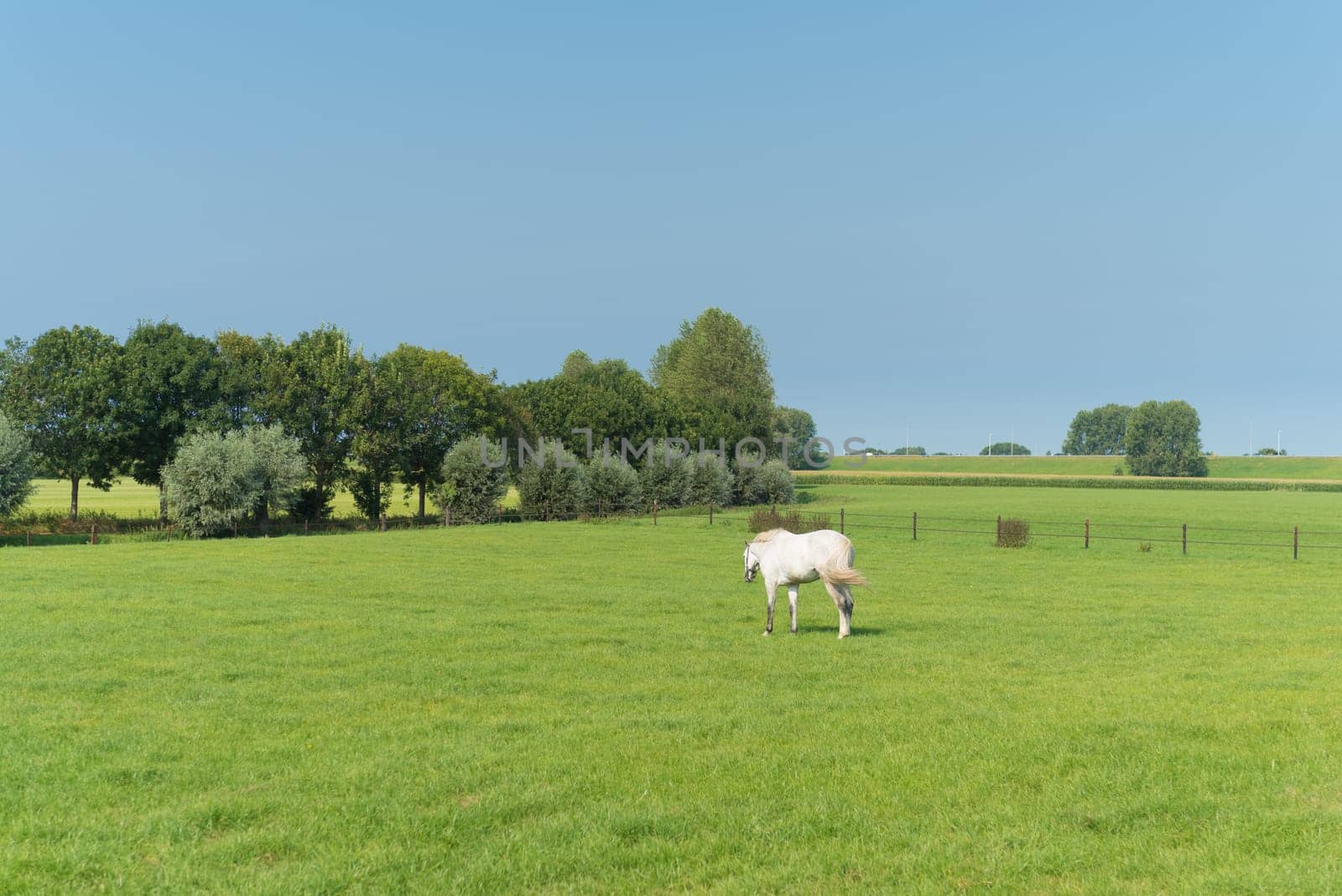 single white horse in a dutch meadow